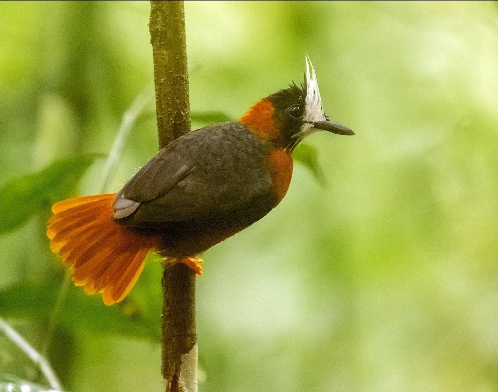 White-plumed Antbird