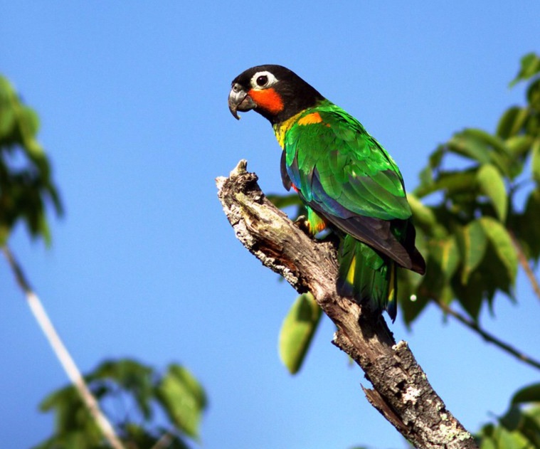 orange-cheeked parrot