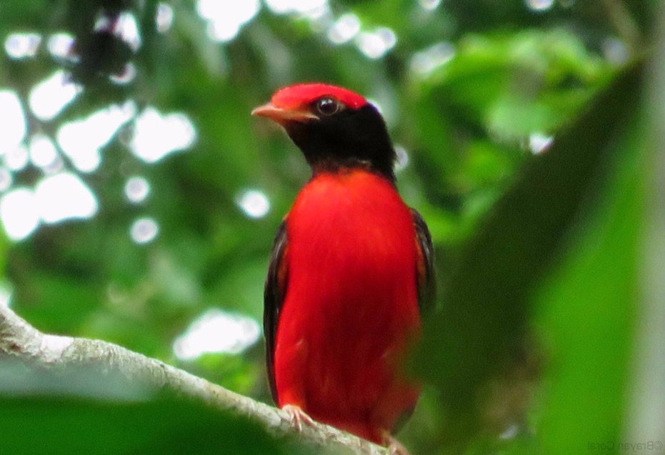 black-necked red cotinga