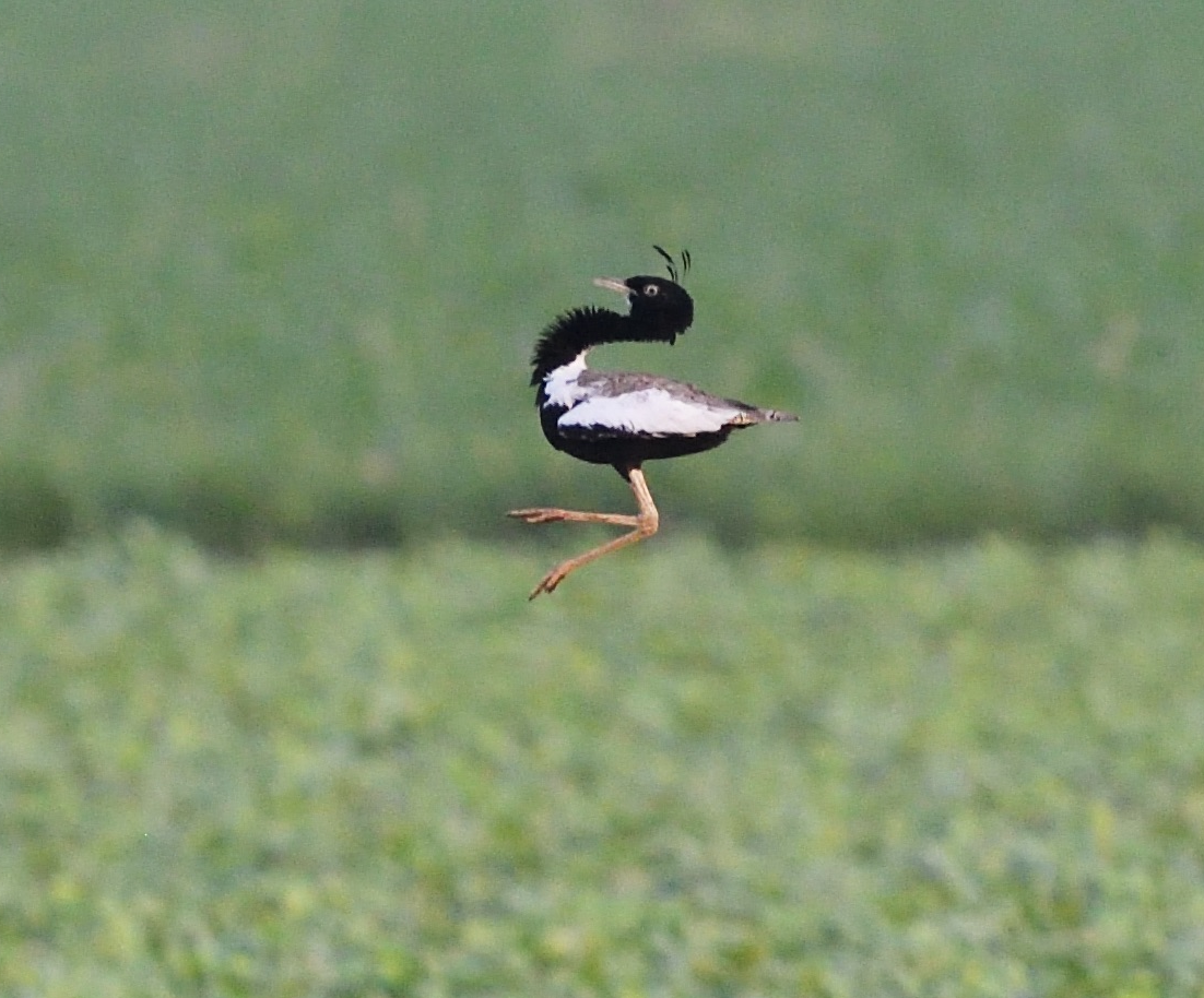 lesser florican