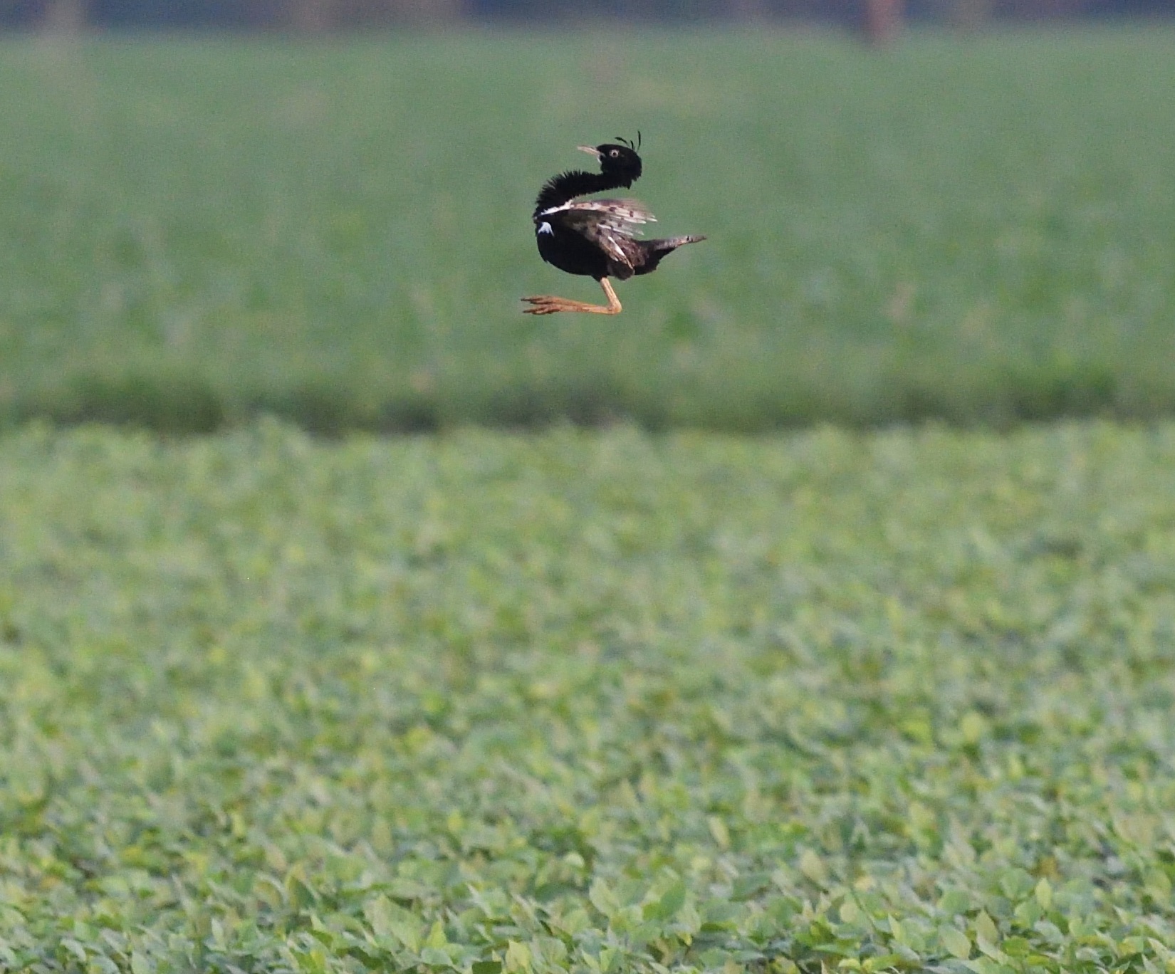 Zoothera Birding - Birdwatching Holidays Around the World