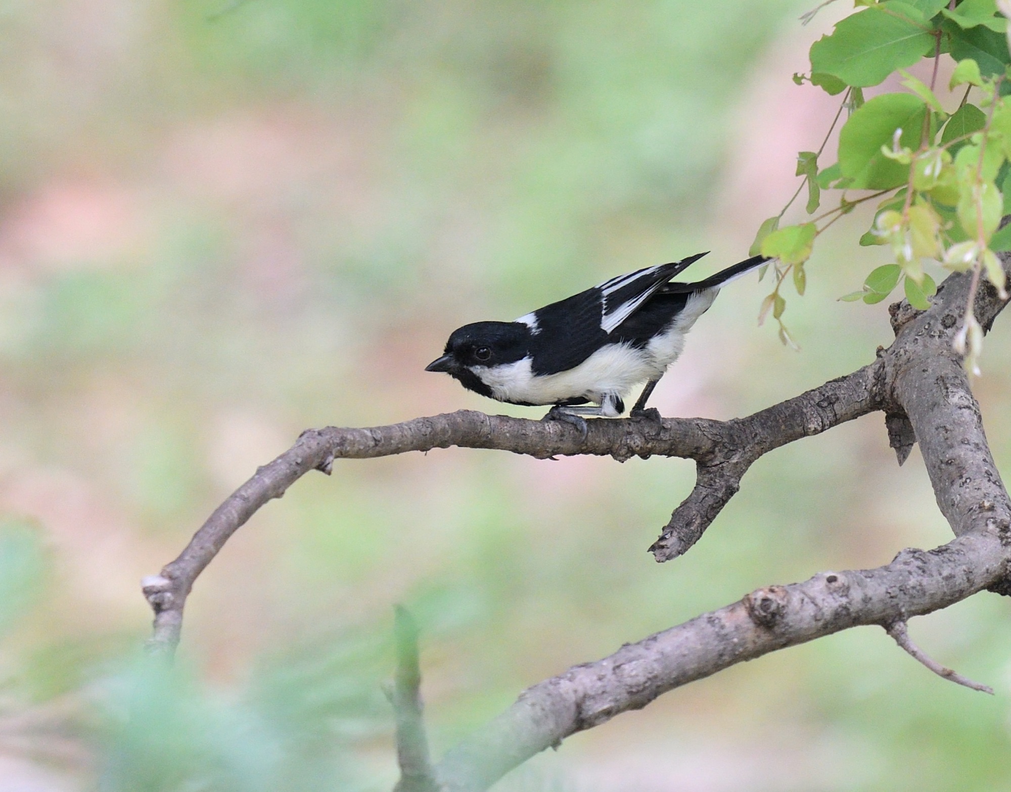 white-naped tit