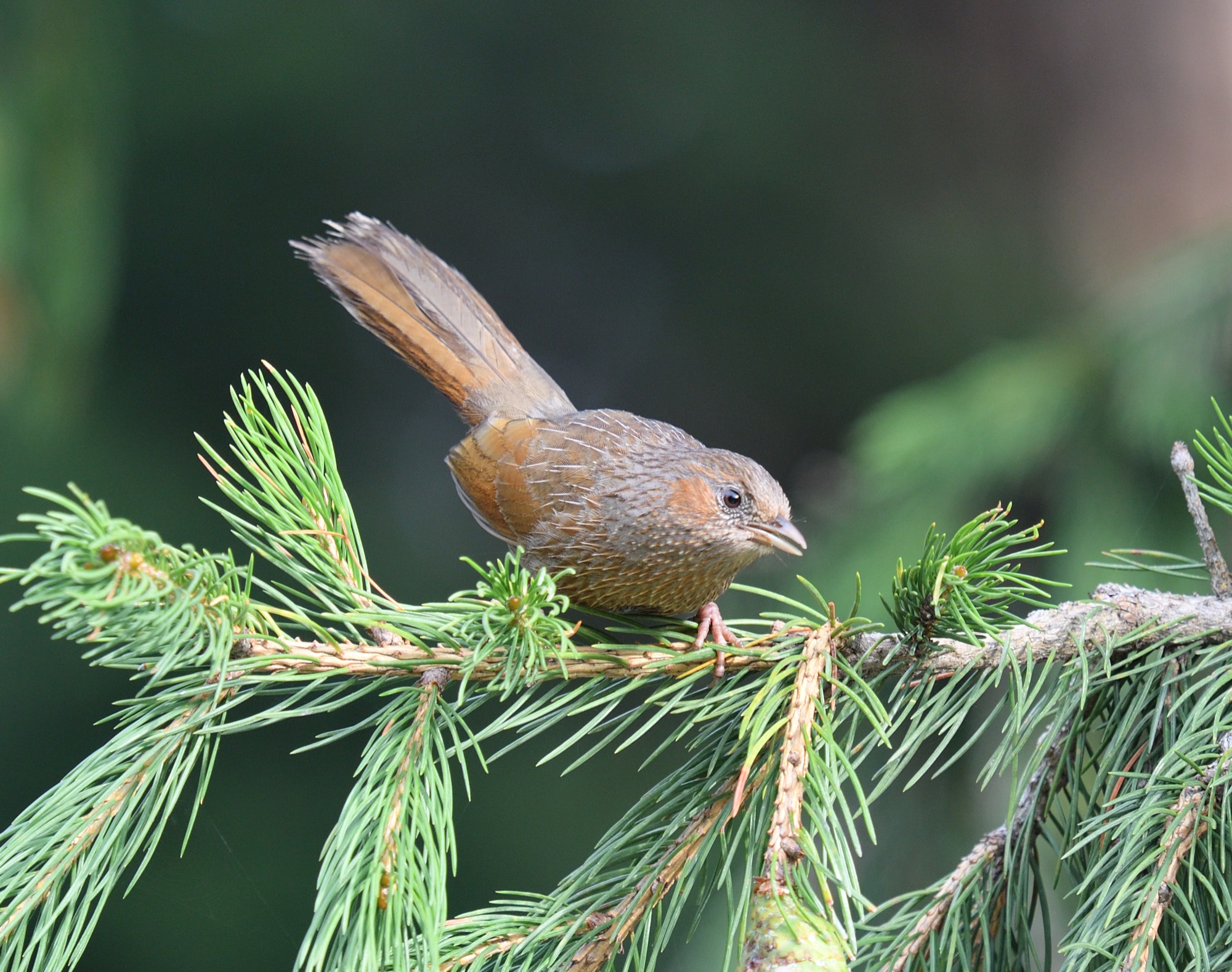 streaked laughingthrush