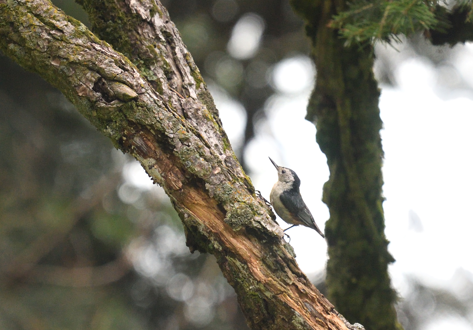white-cheeked nuthatch
