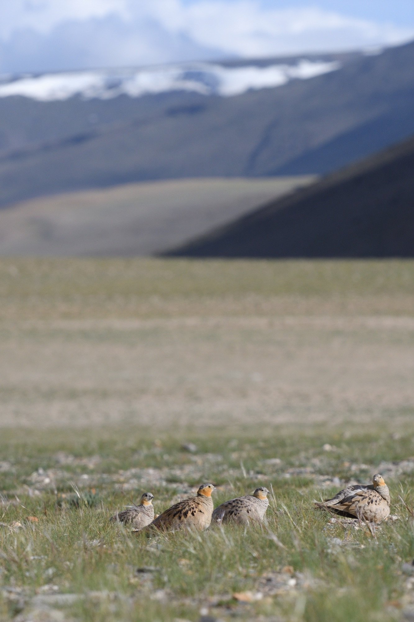 tibetan sandgrouse