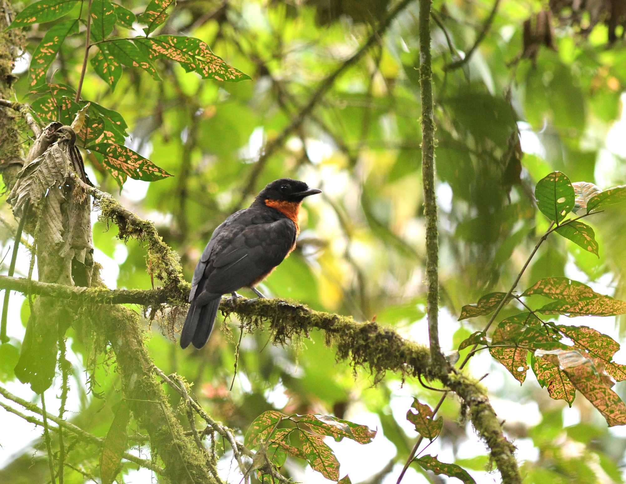 Red-ruffed Fruitcrow
