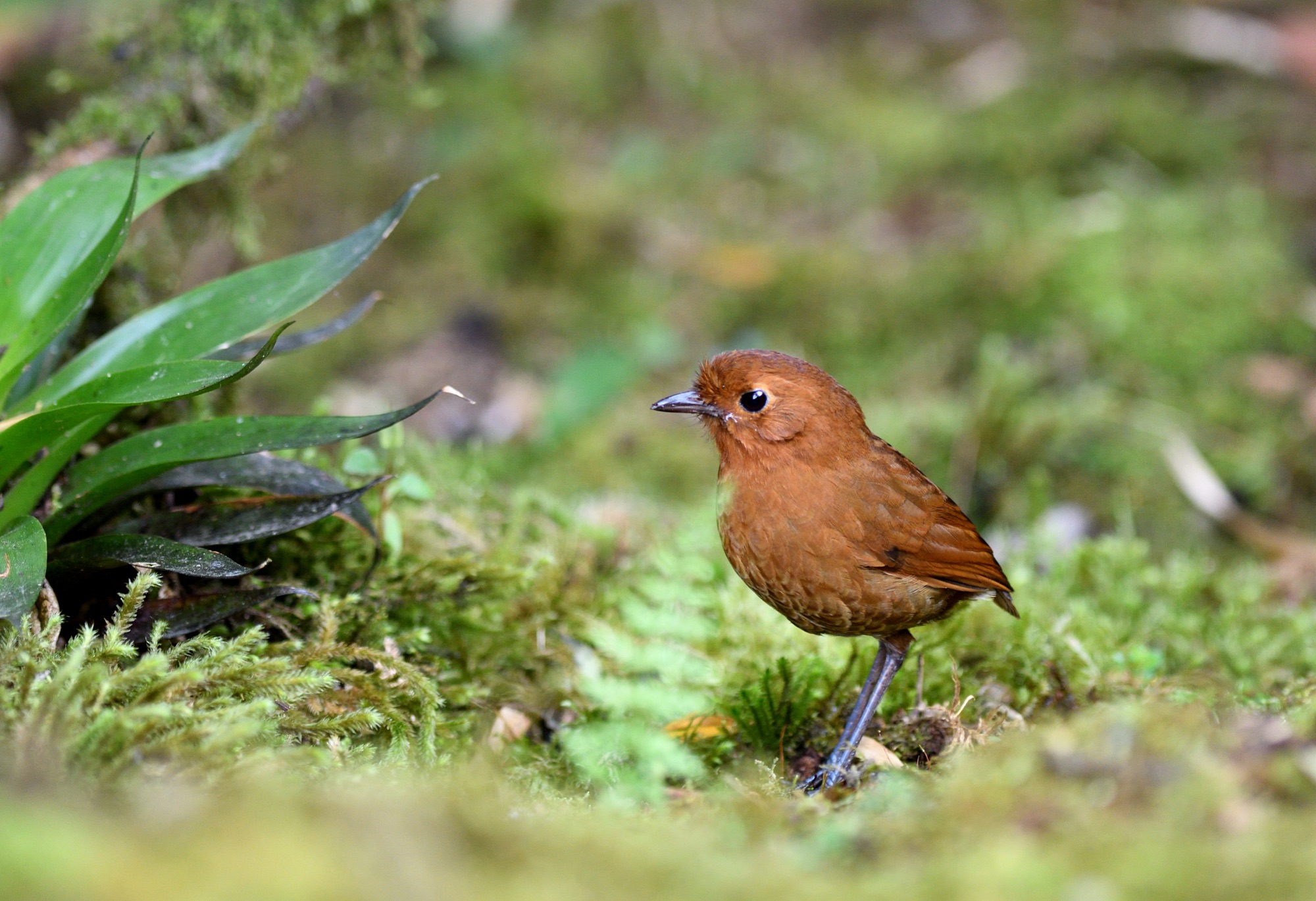 rufous antpitta