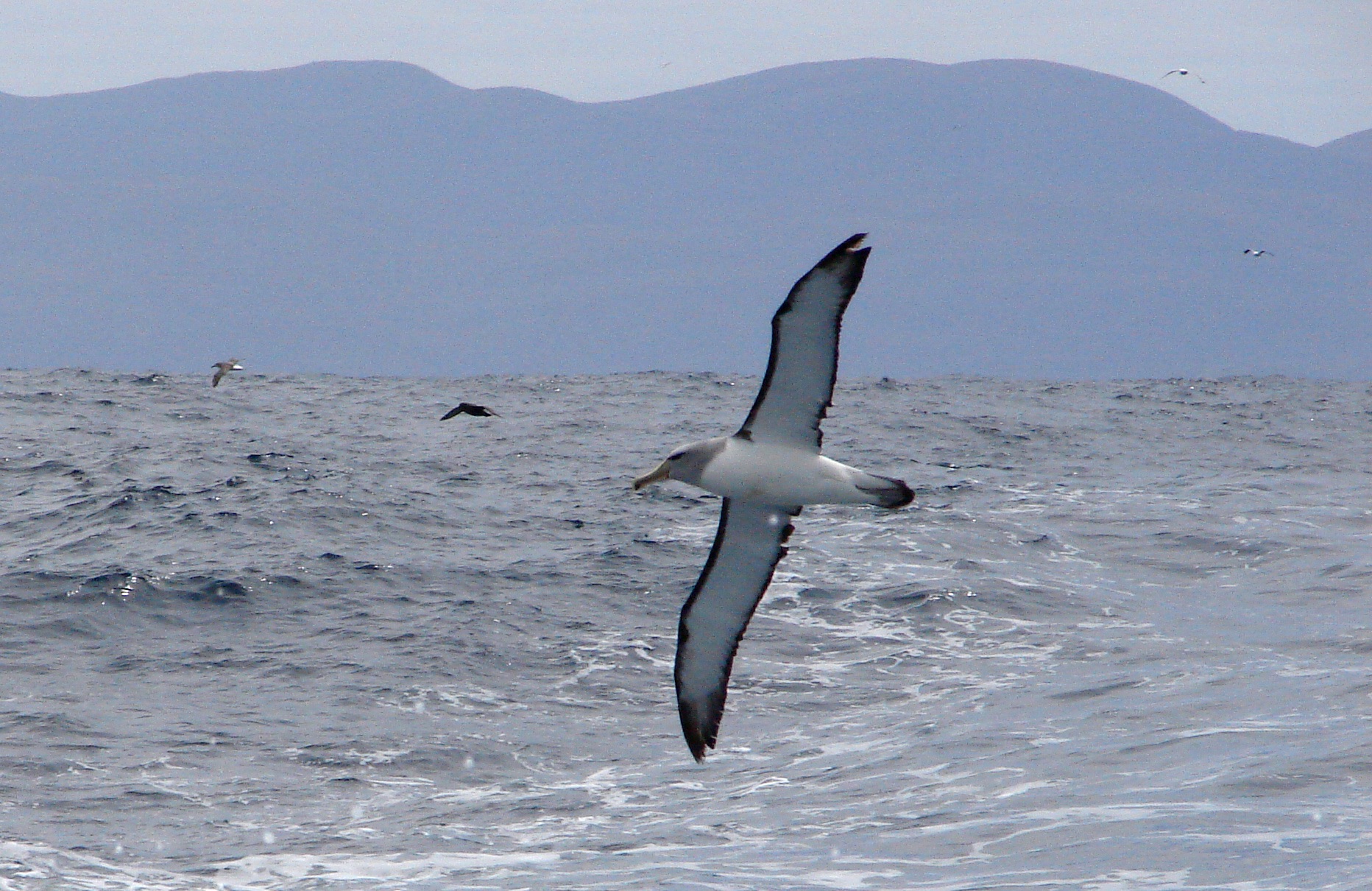 salvin's albatross