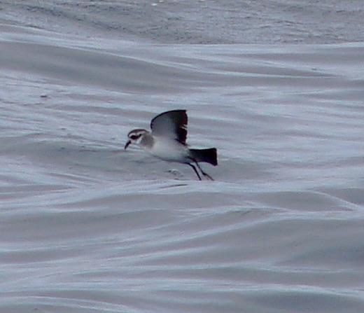 White-faced Storm-Petrel