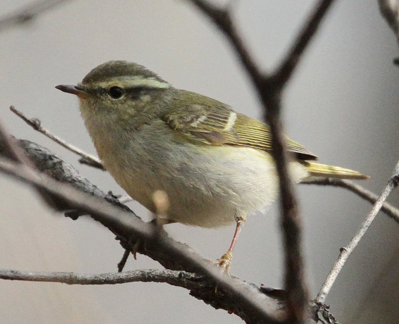 hume's warbler