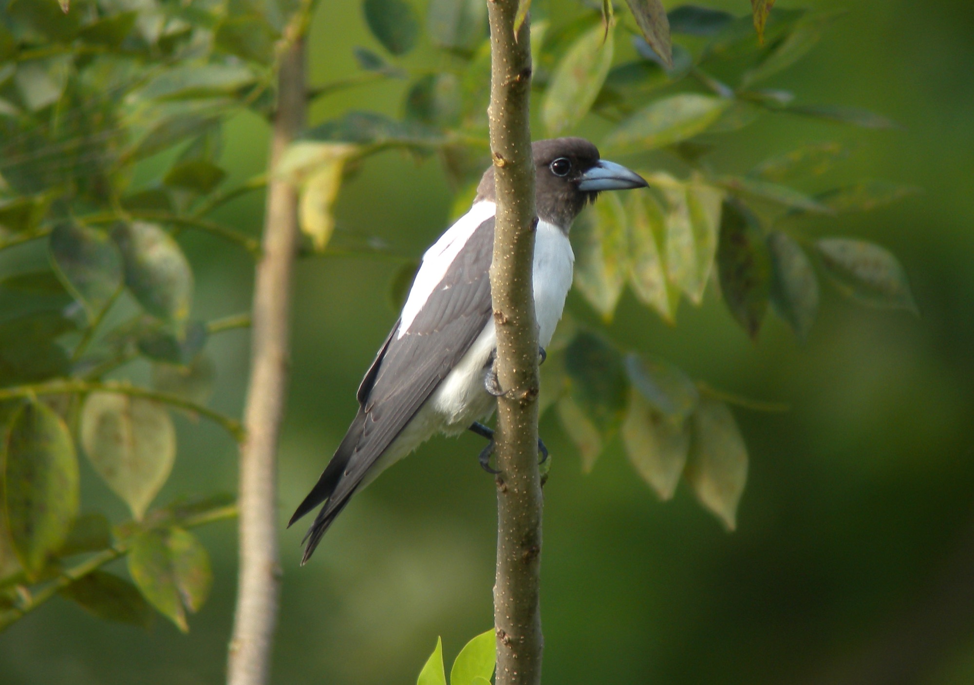 ivory-backed woodswallow