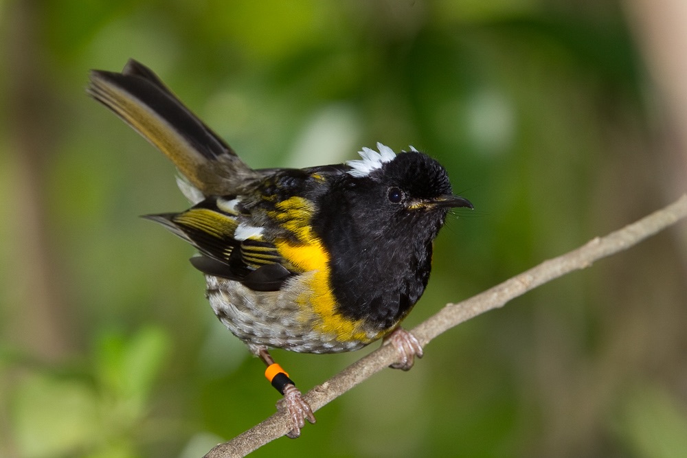 stitchbird