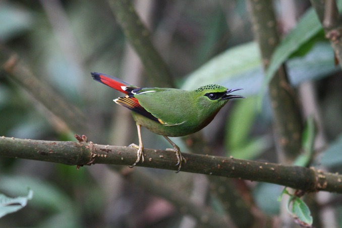 Fire-tailed Myzornis