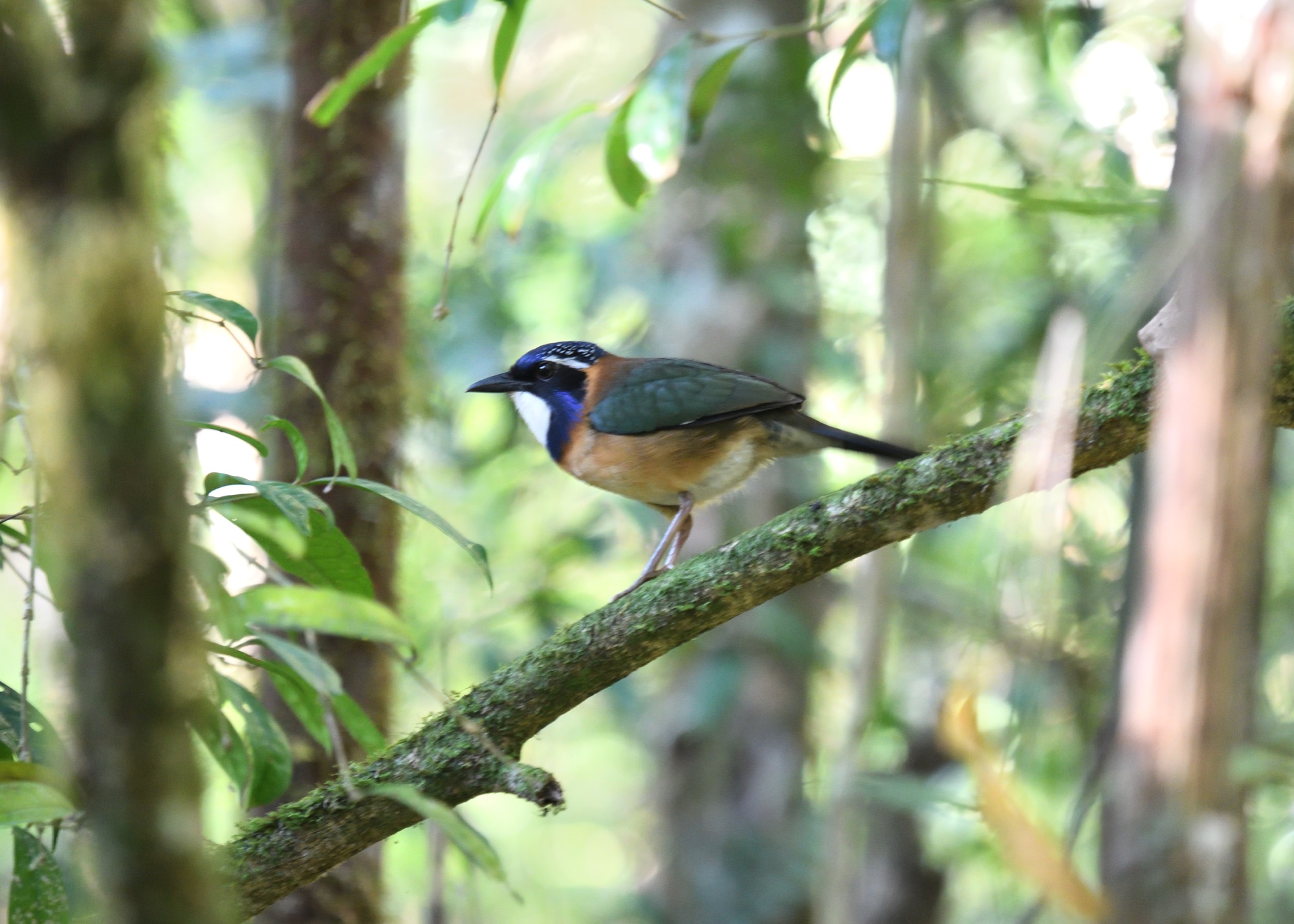 Pitta-like Ground Roller