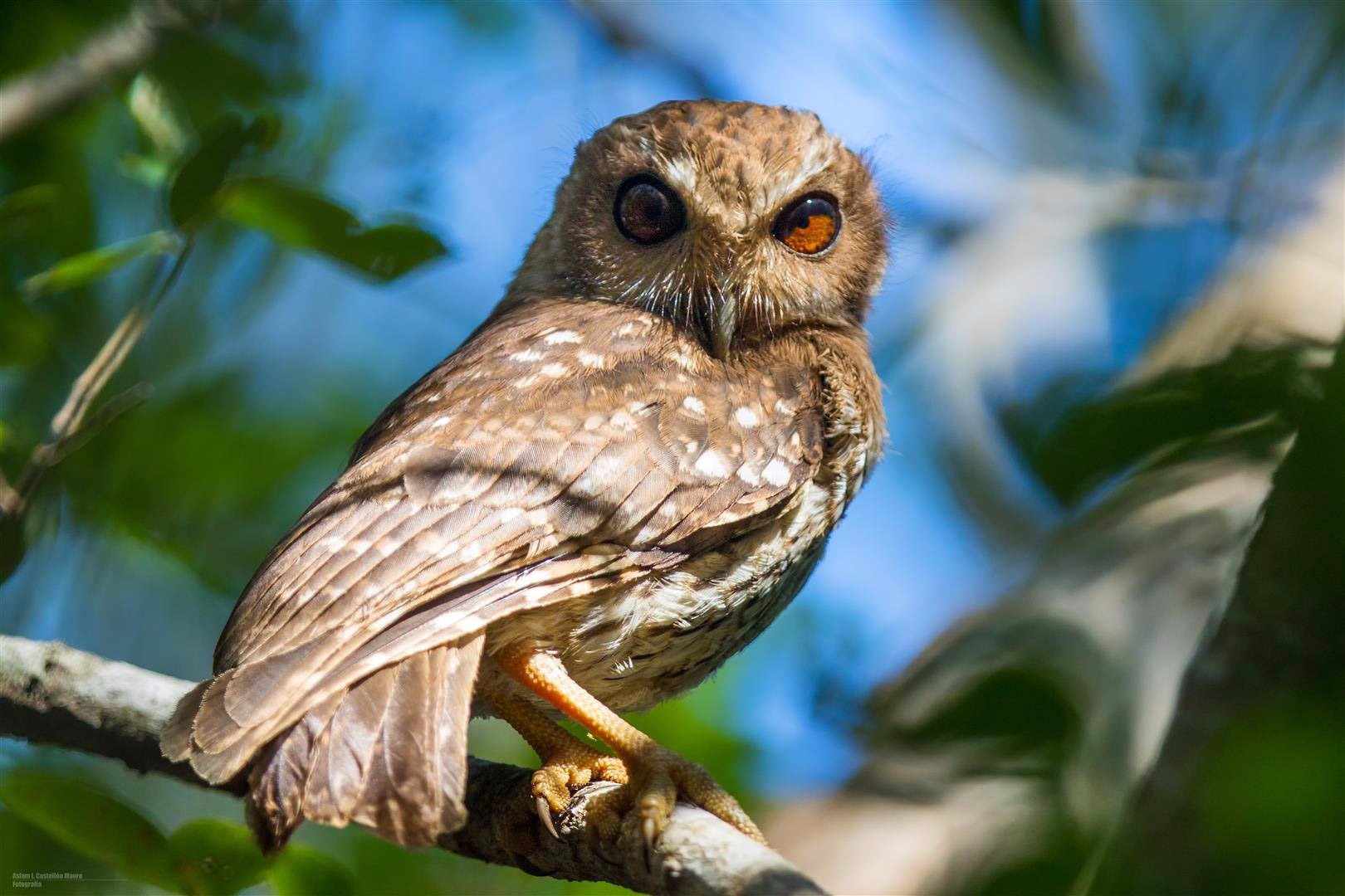 bare-legged owl