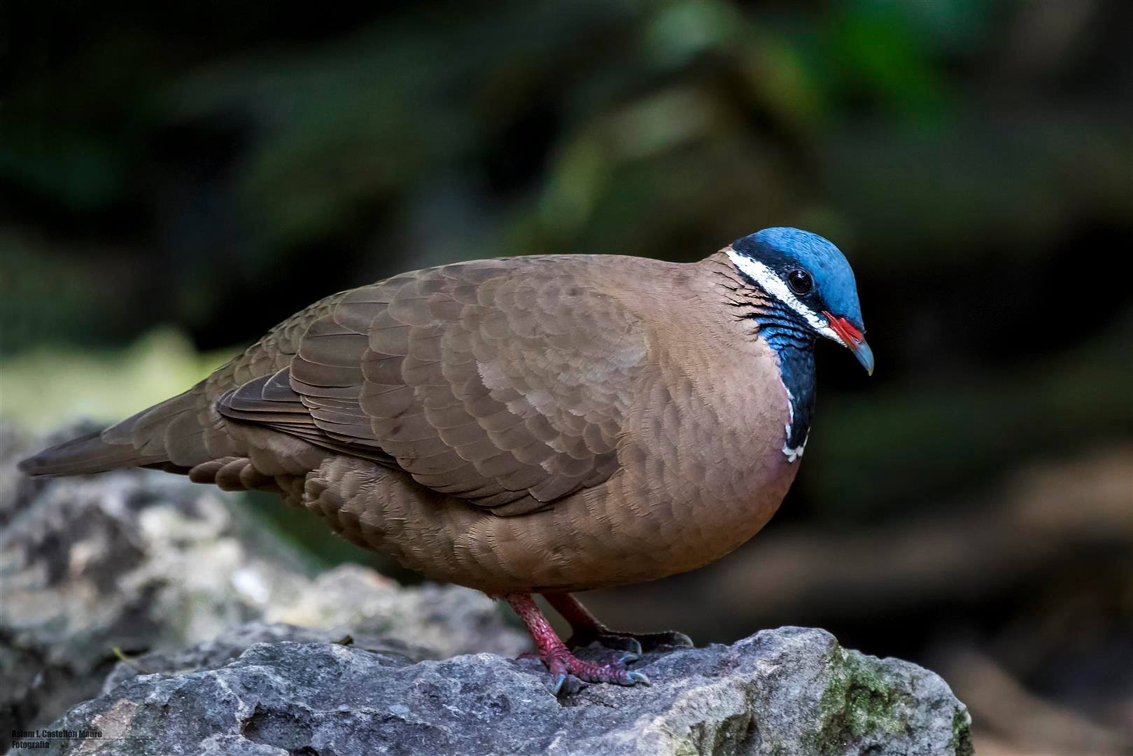 blue-headed quail-dove