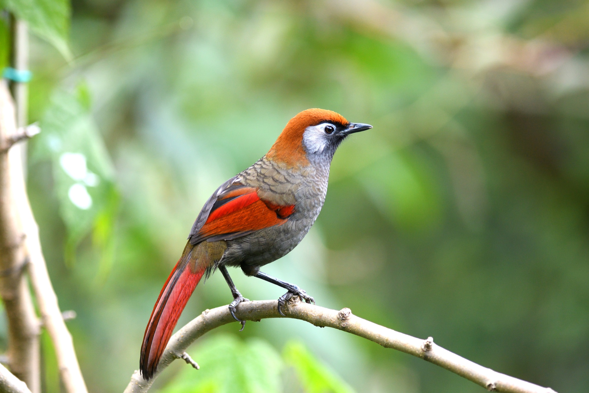 red-tailed laughingthrush