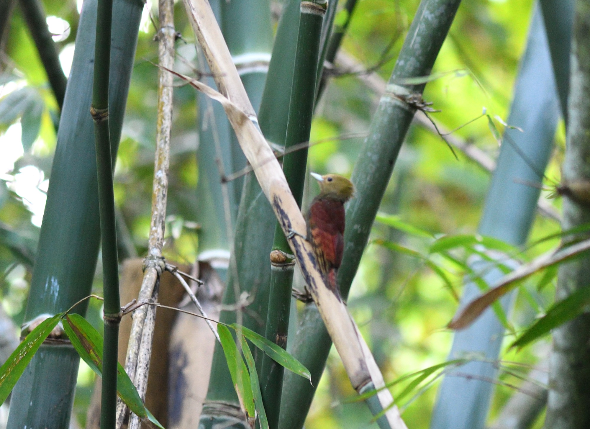 pale-headed woodpecker