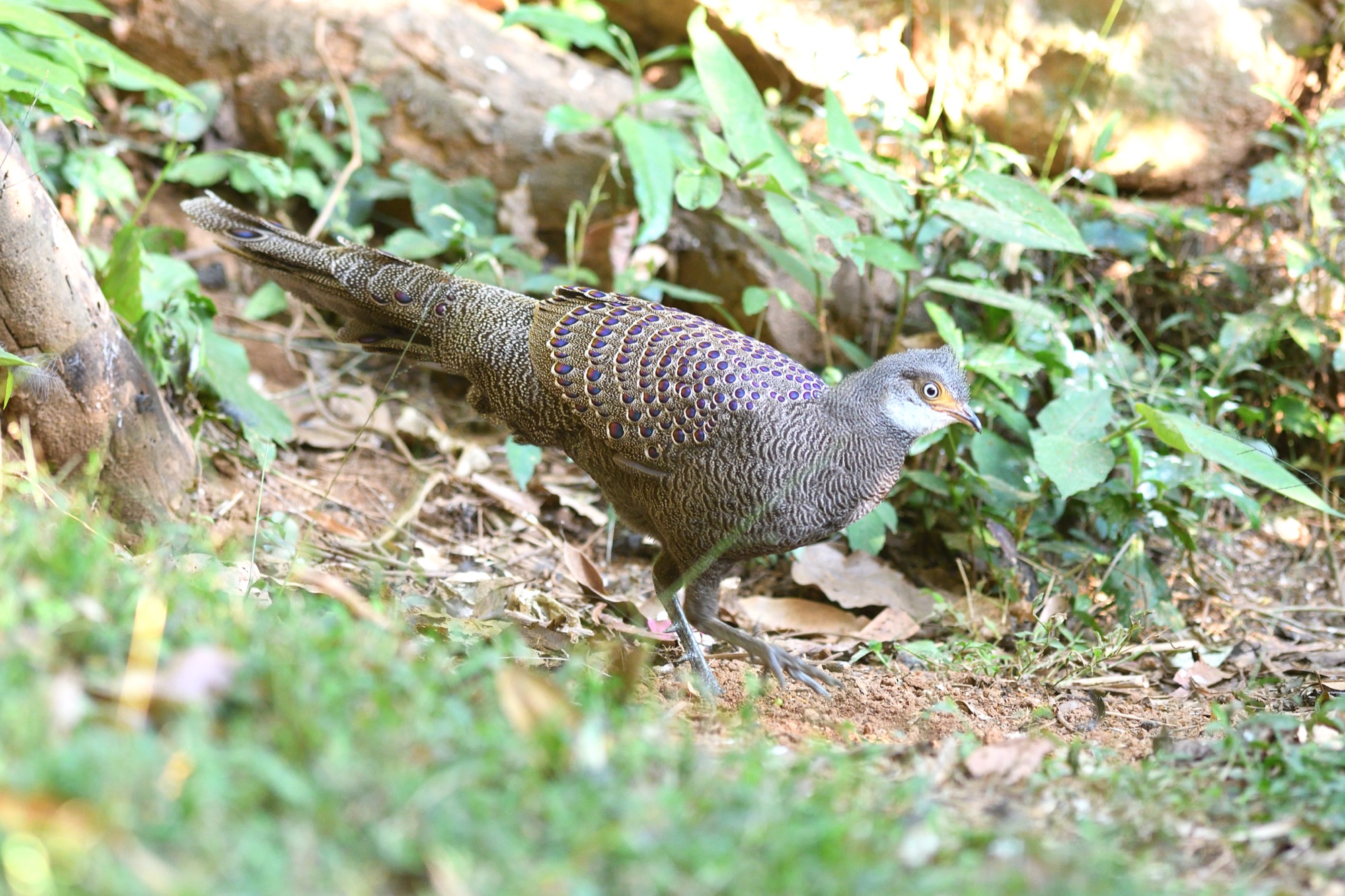 grey peacock-pheasant