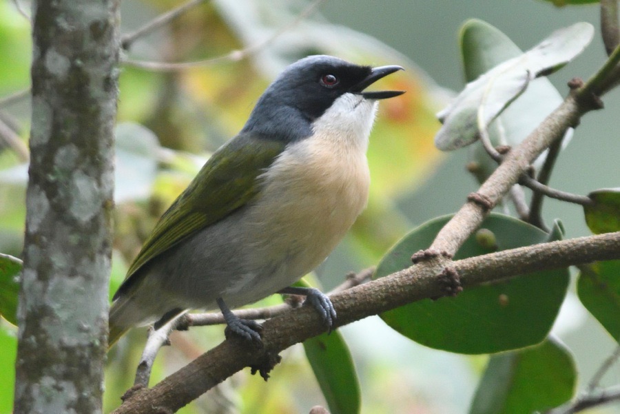 black-fronted bushshrike