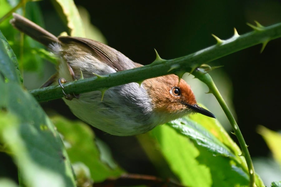 Red-capped Forest Warbler