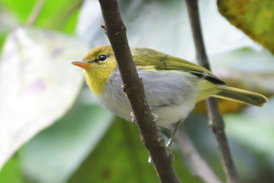 yellow-throated woodland warbler