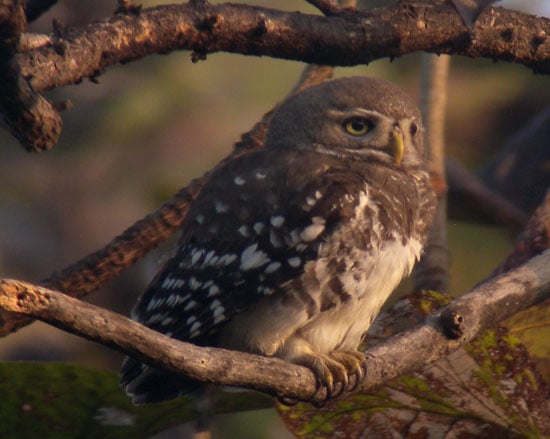 Forest-Owlet-A