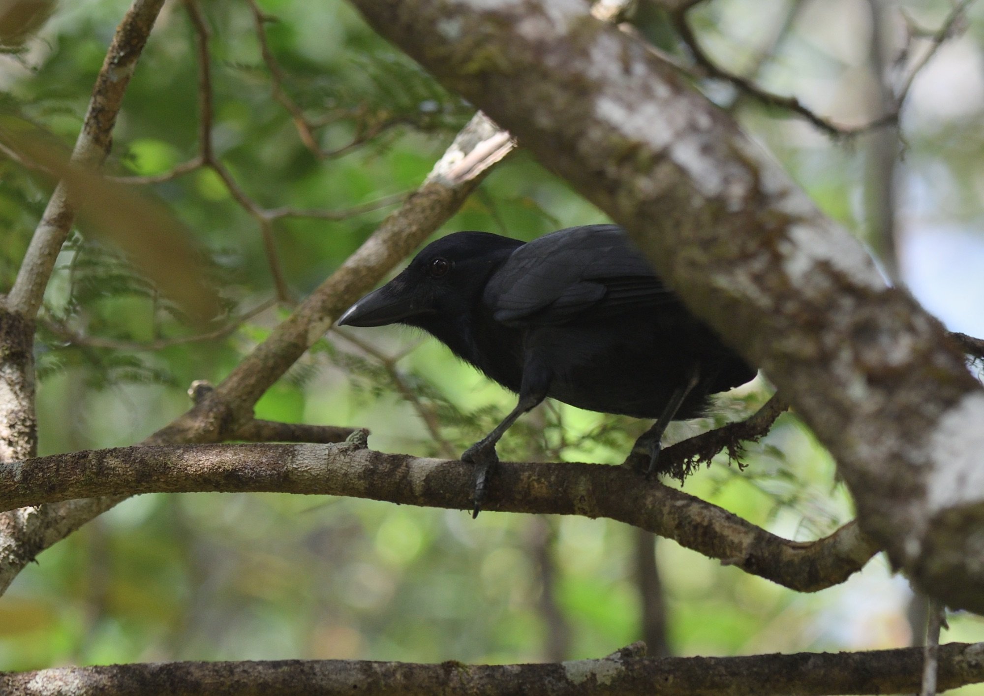 new caledonian crow