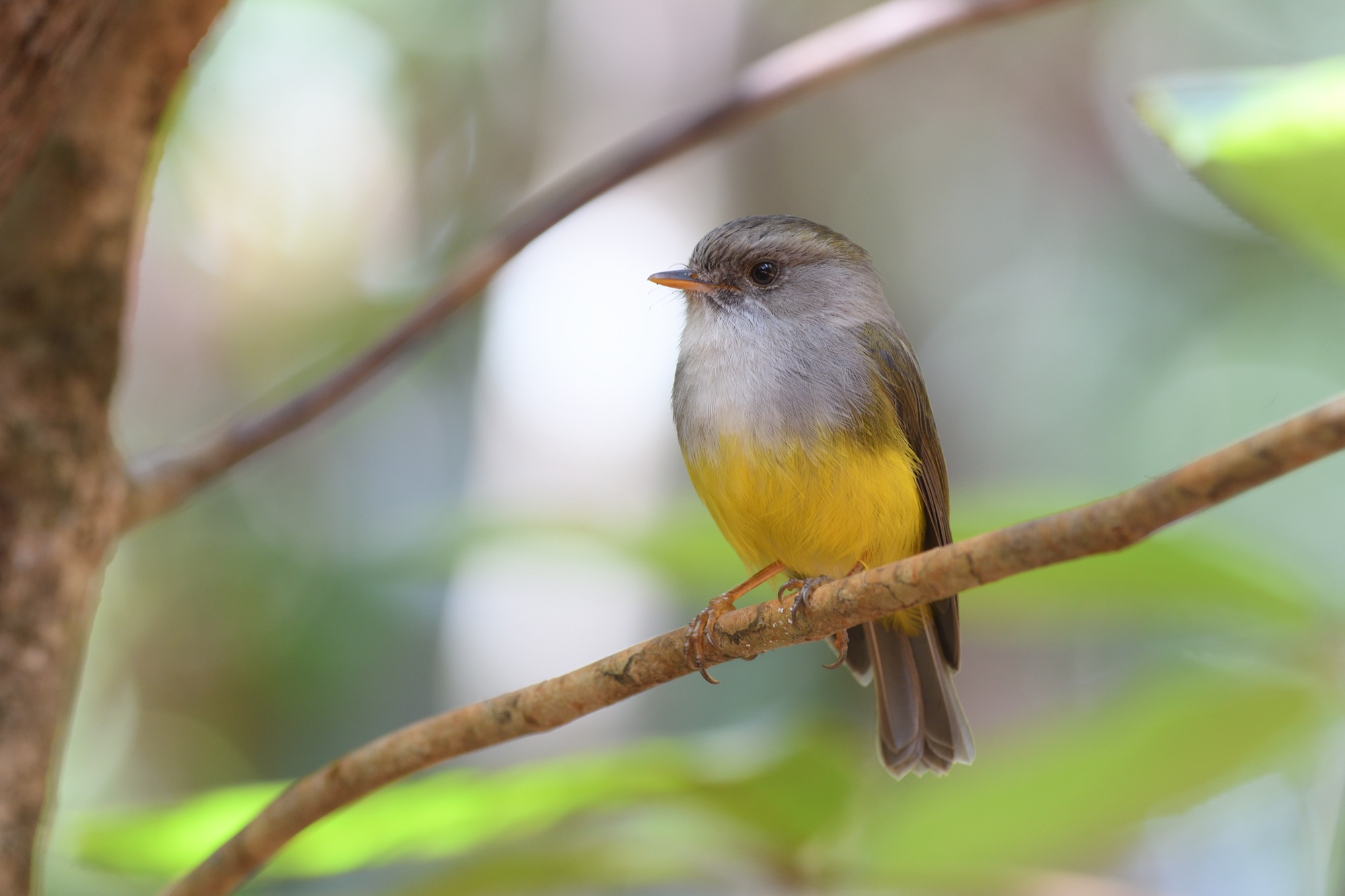 yellow-bellied robin