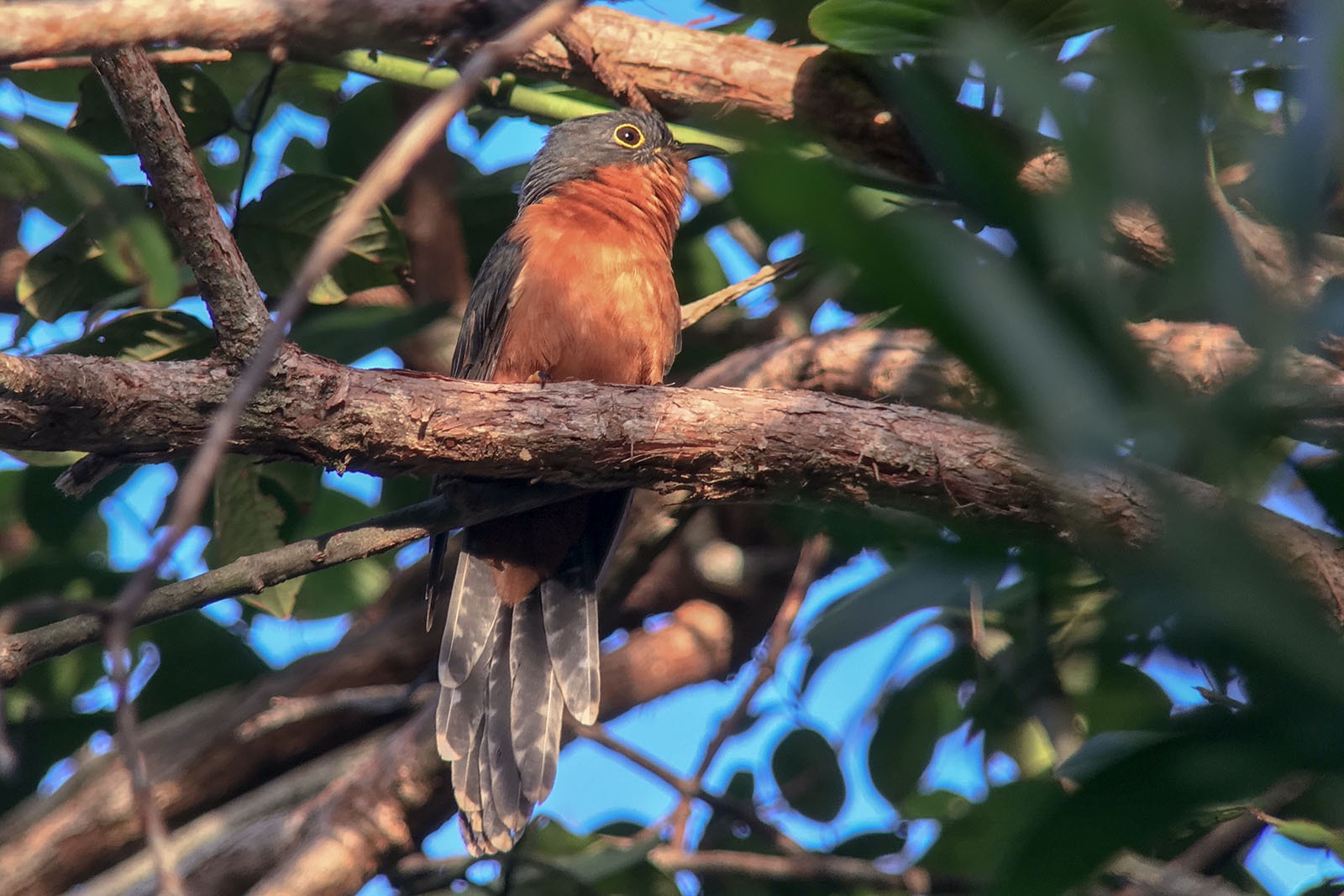 chestnut-breasted cuckoo
