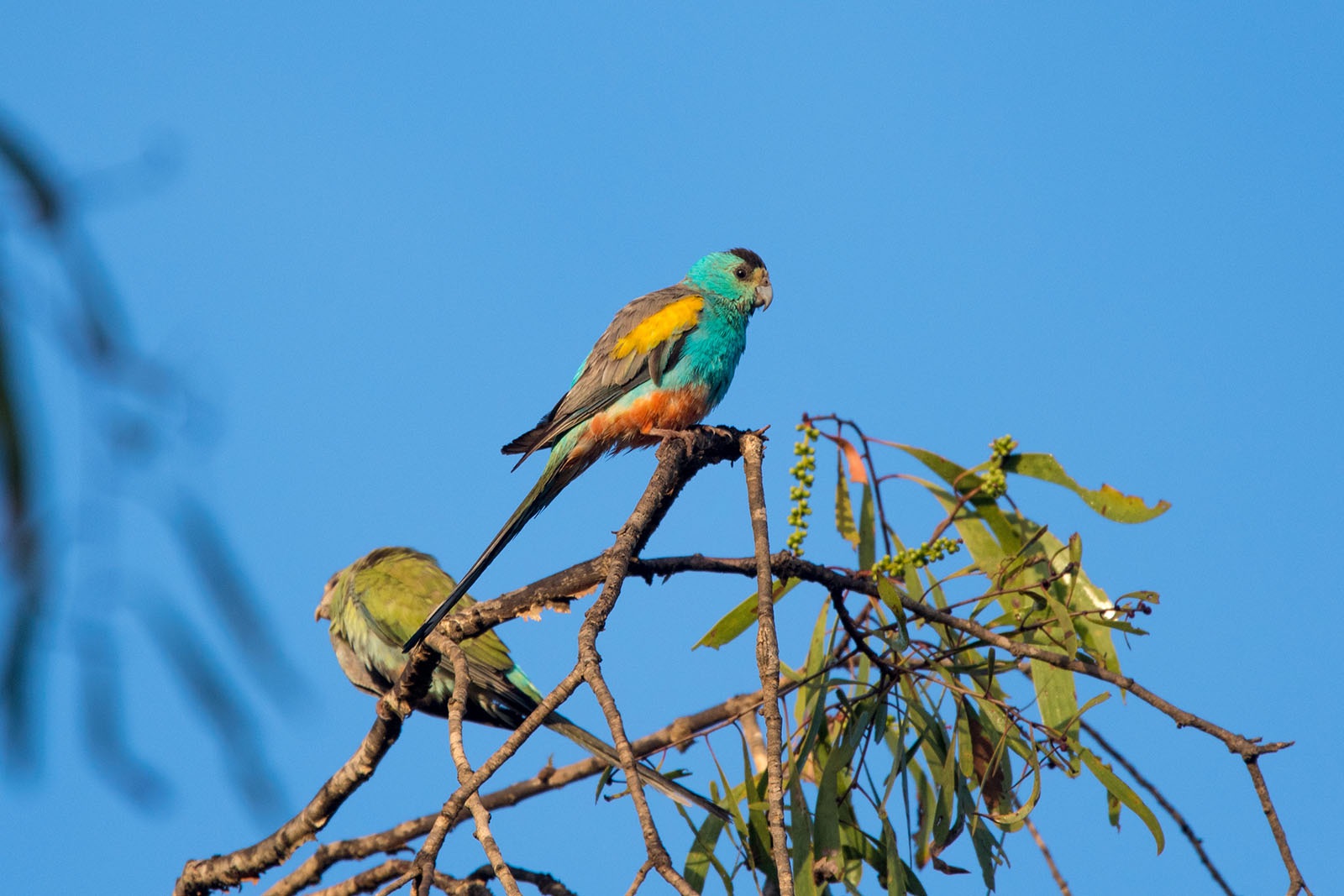 golden-shouldered parrot