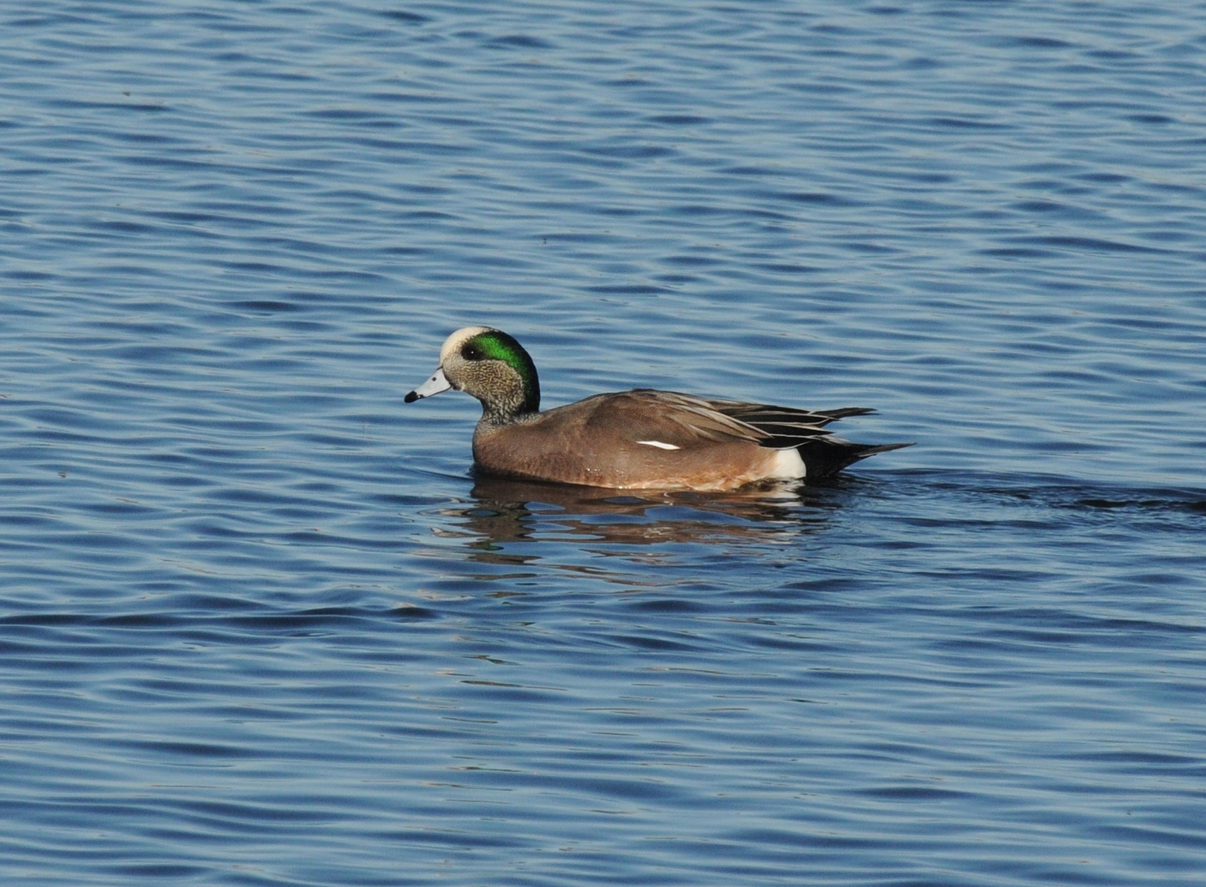 American Wigeon