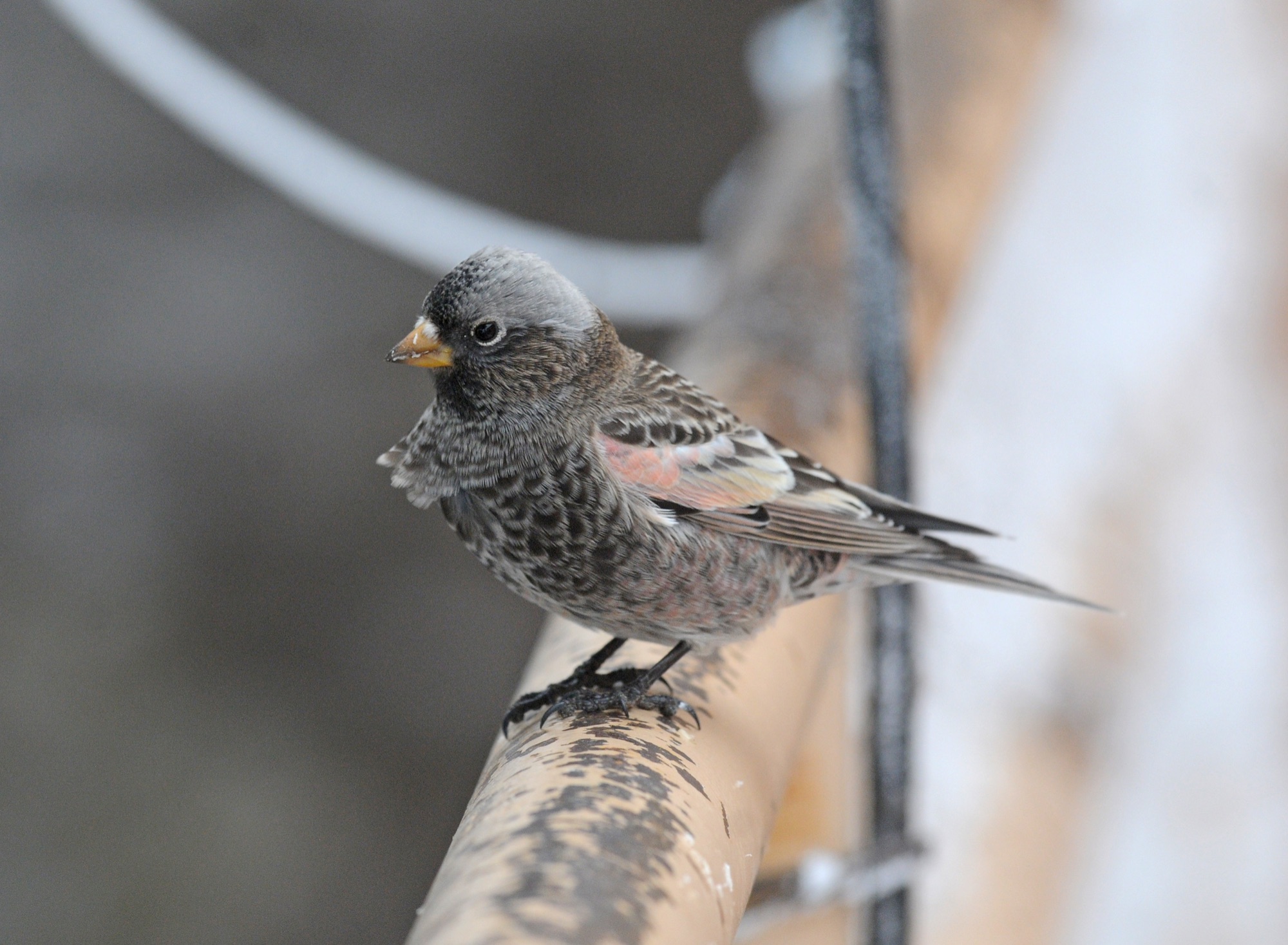 black rosy-finch