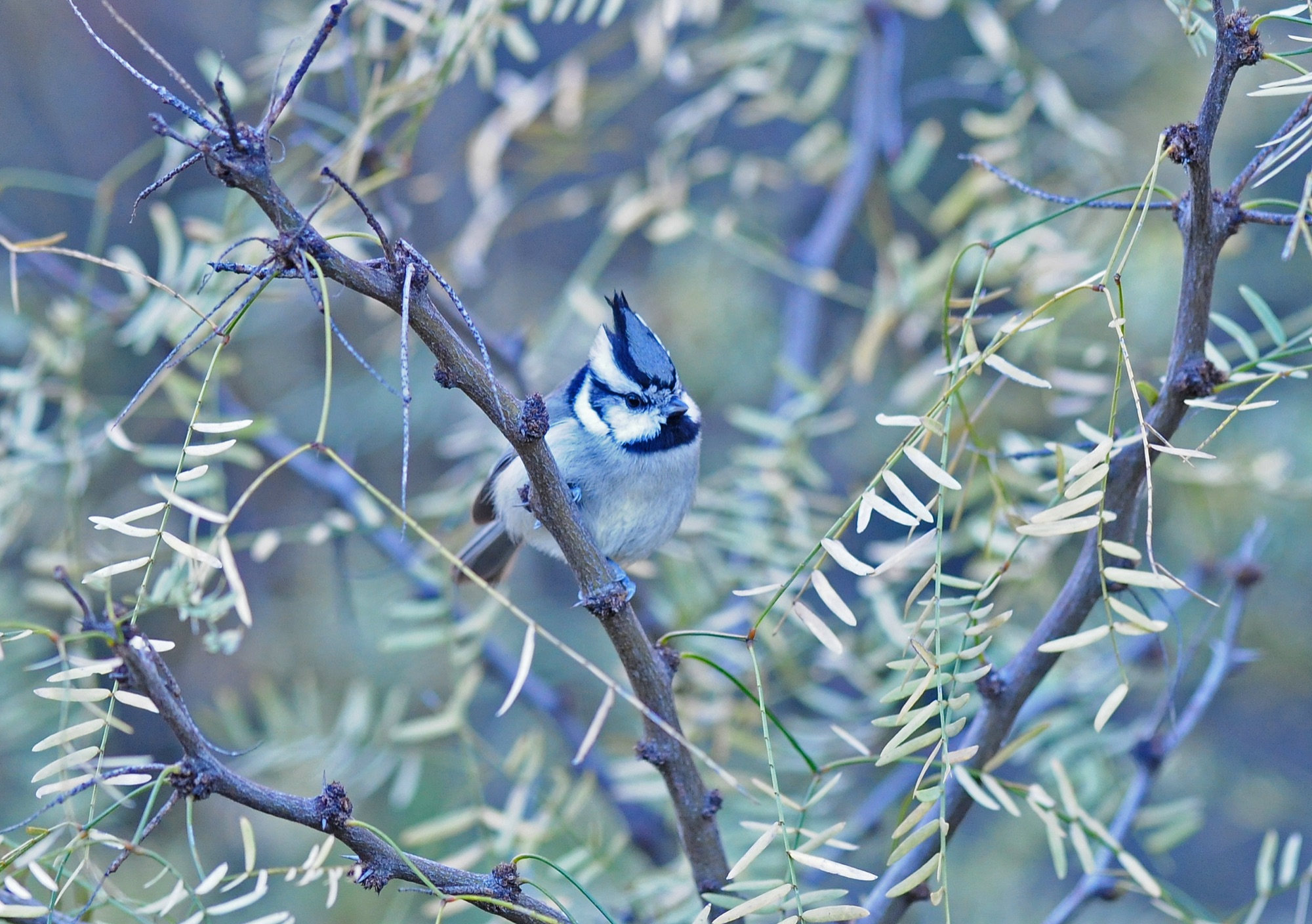 bridled titmouse