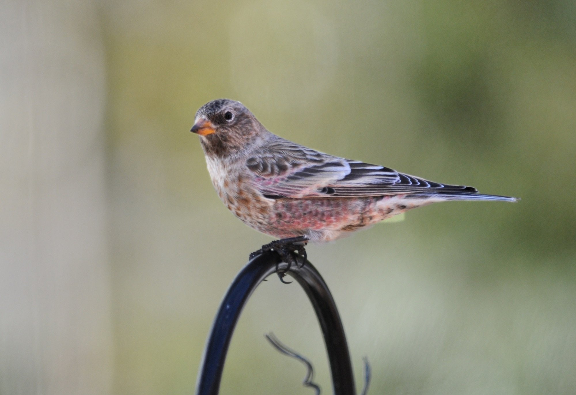 brown-capped rosyfinch