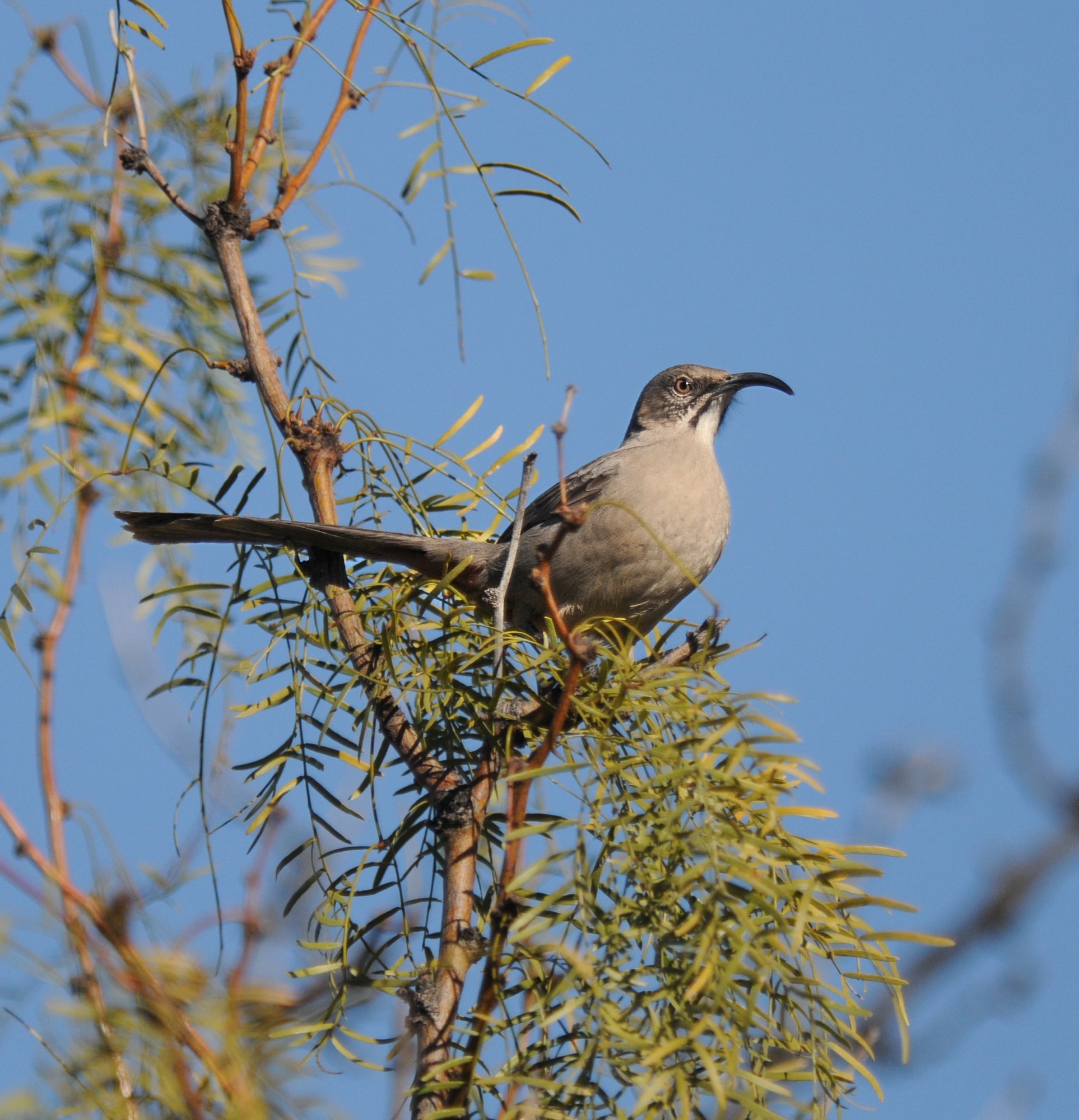 crissal thrasher