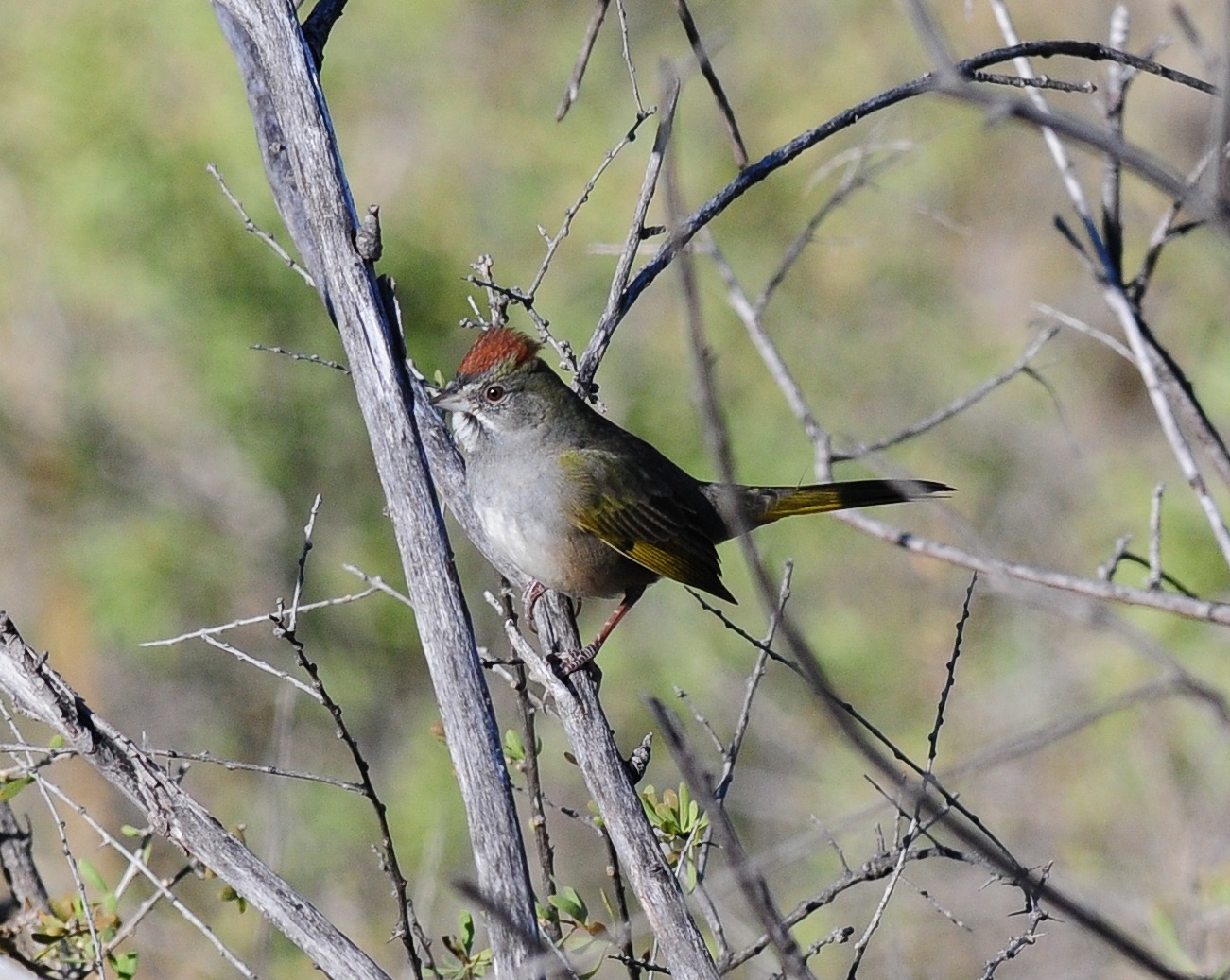 green-tailed towhee