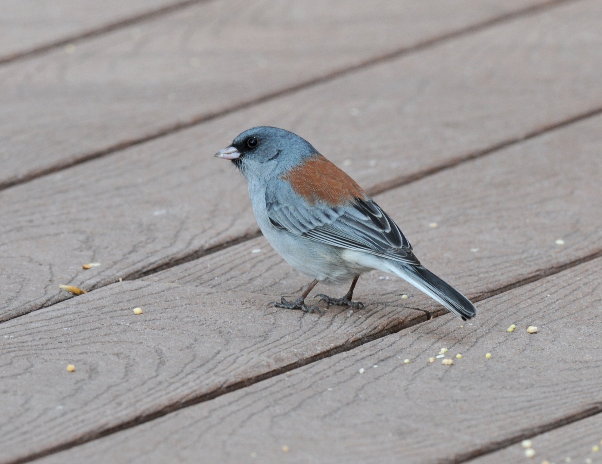 grey-headed junco