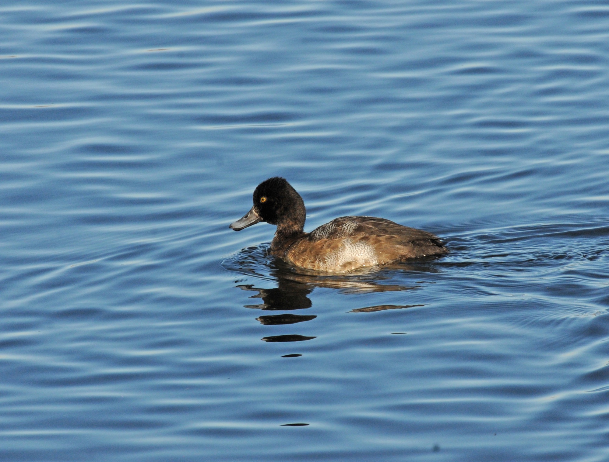 lesser scaup