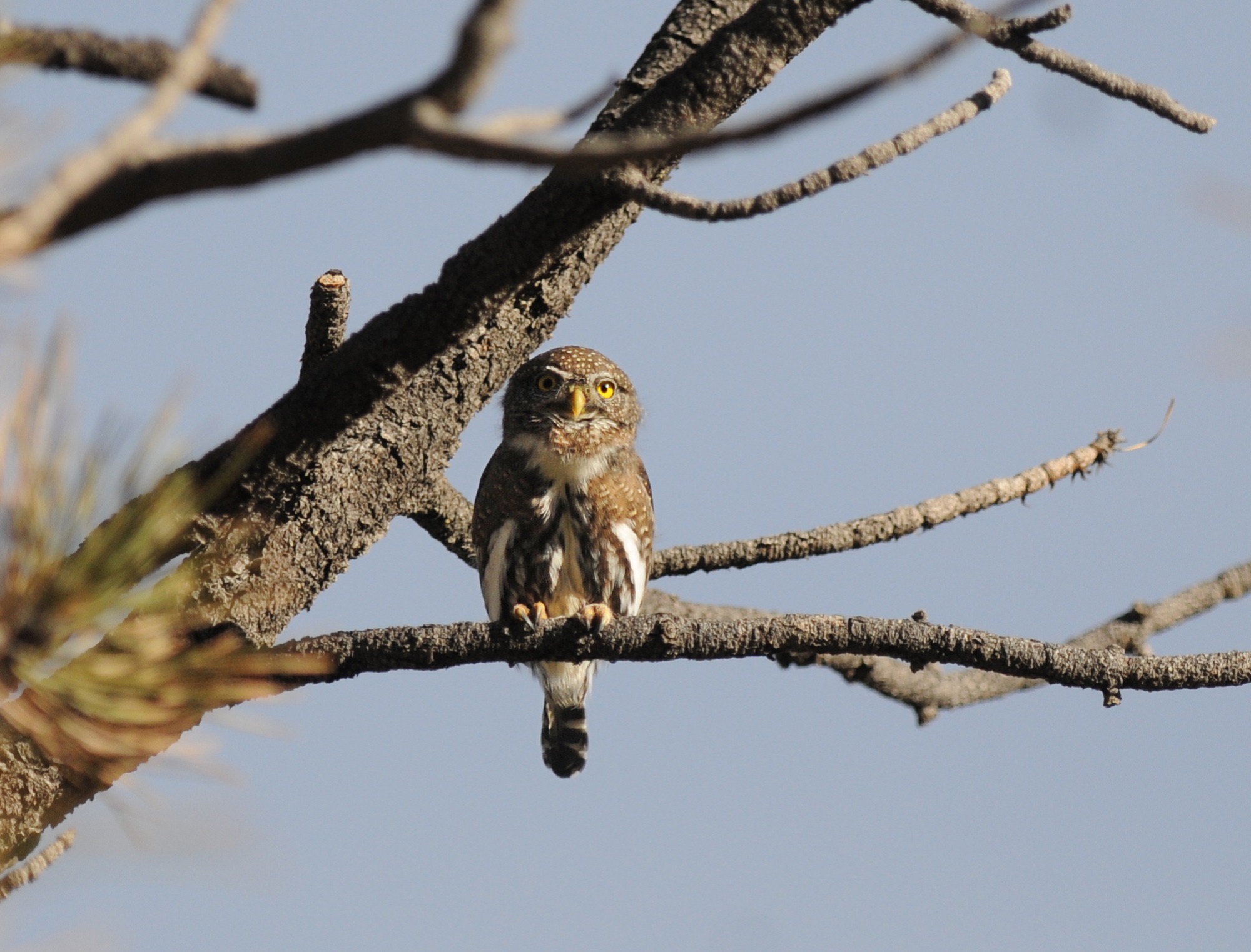 Northern Pygmy Owl