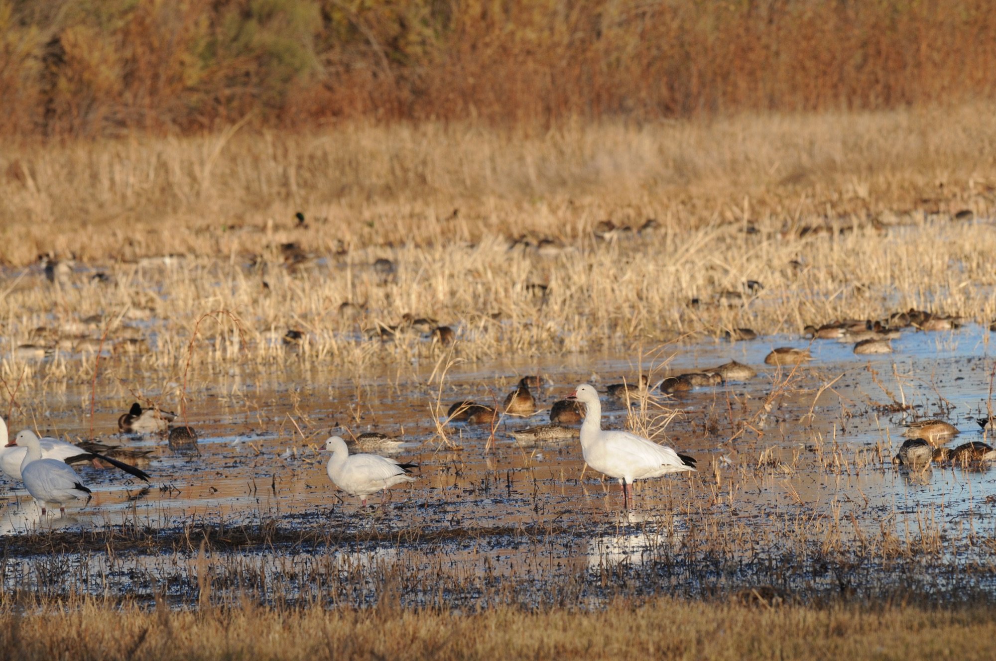 Ross's & Snow Goose