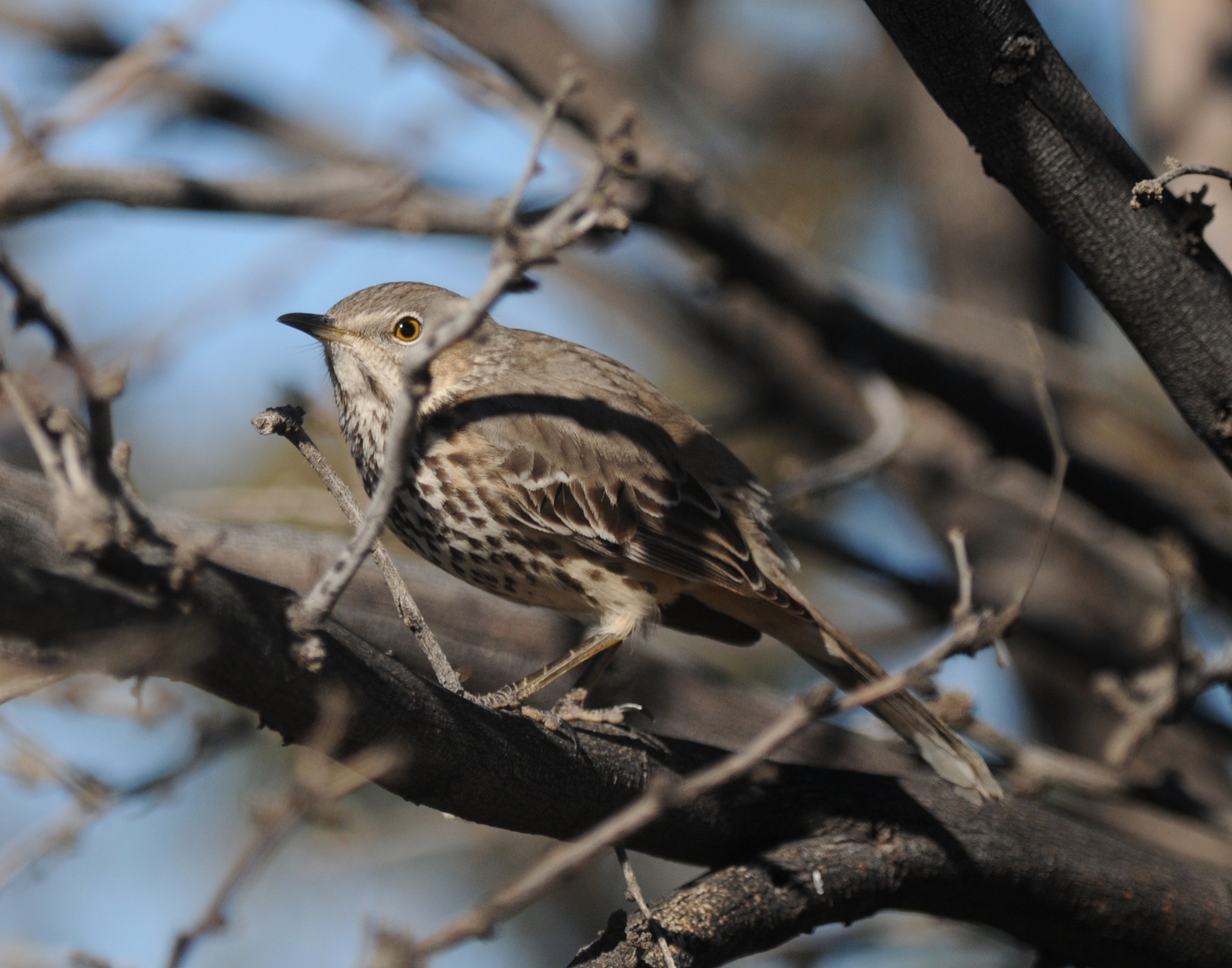 sage thrasher