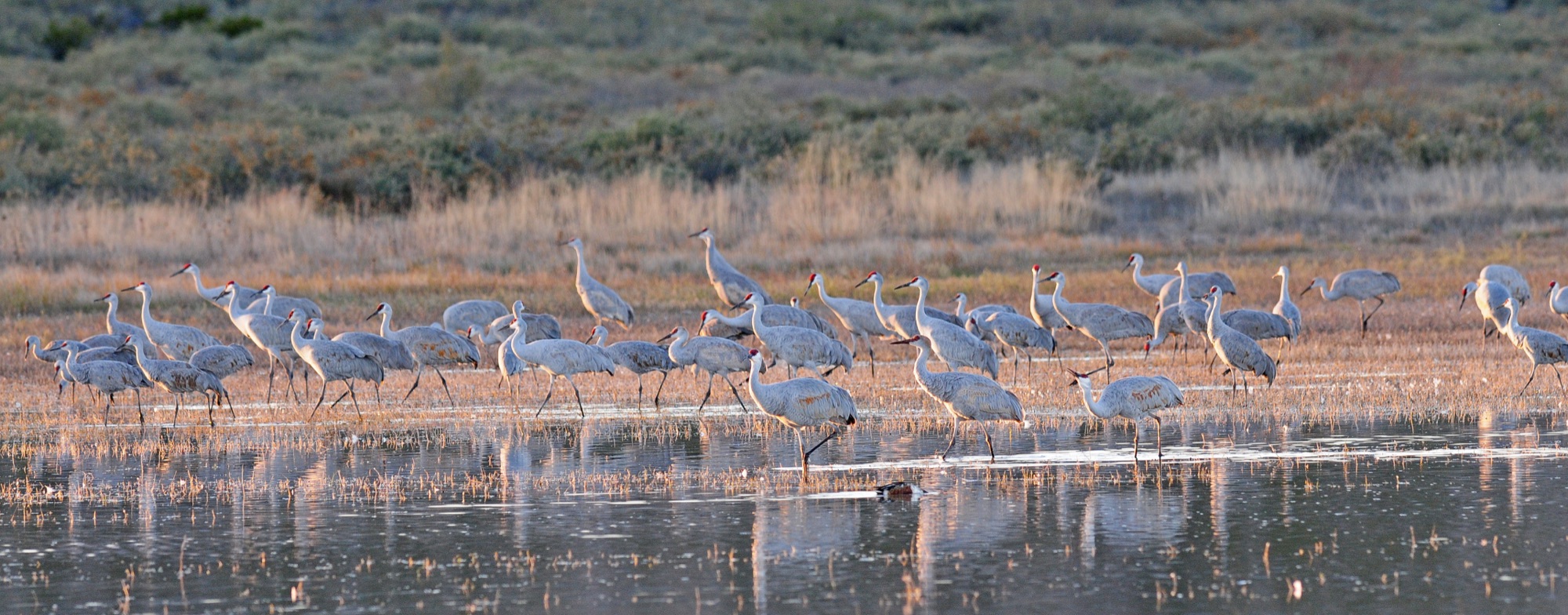 sandhill crane