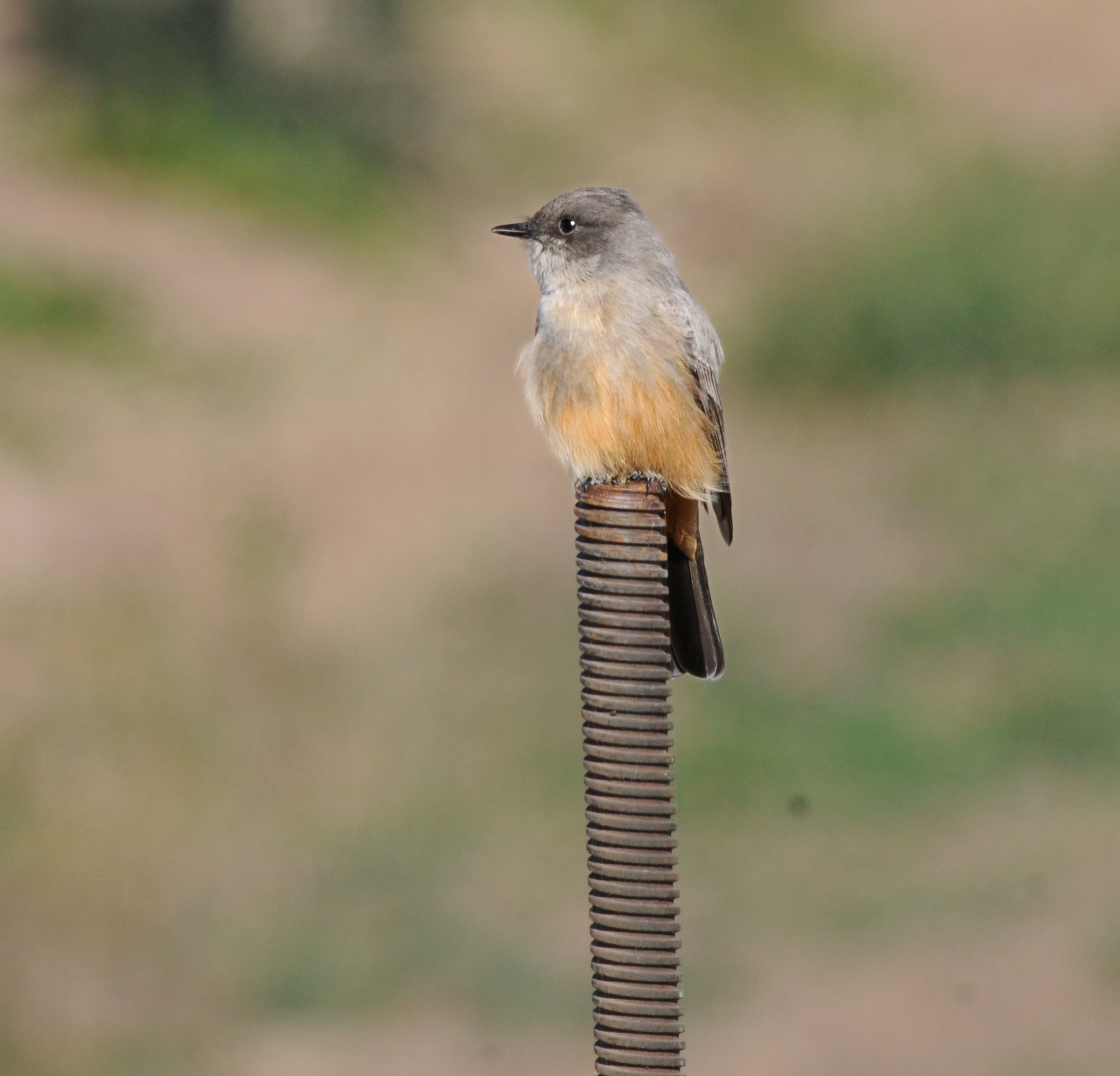 say's phoebe