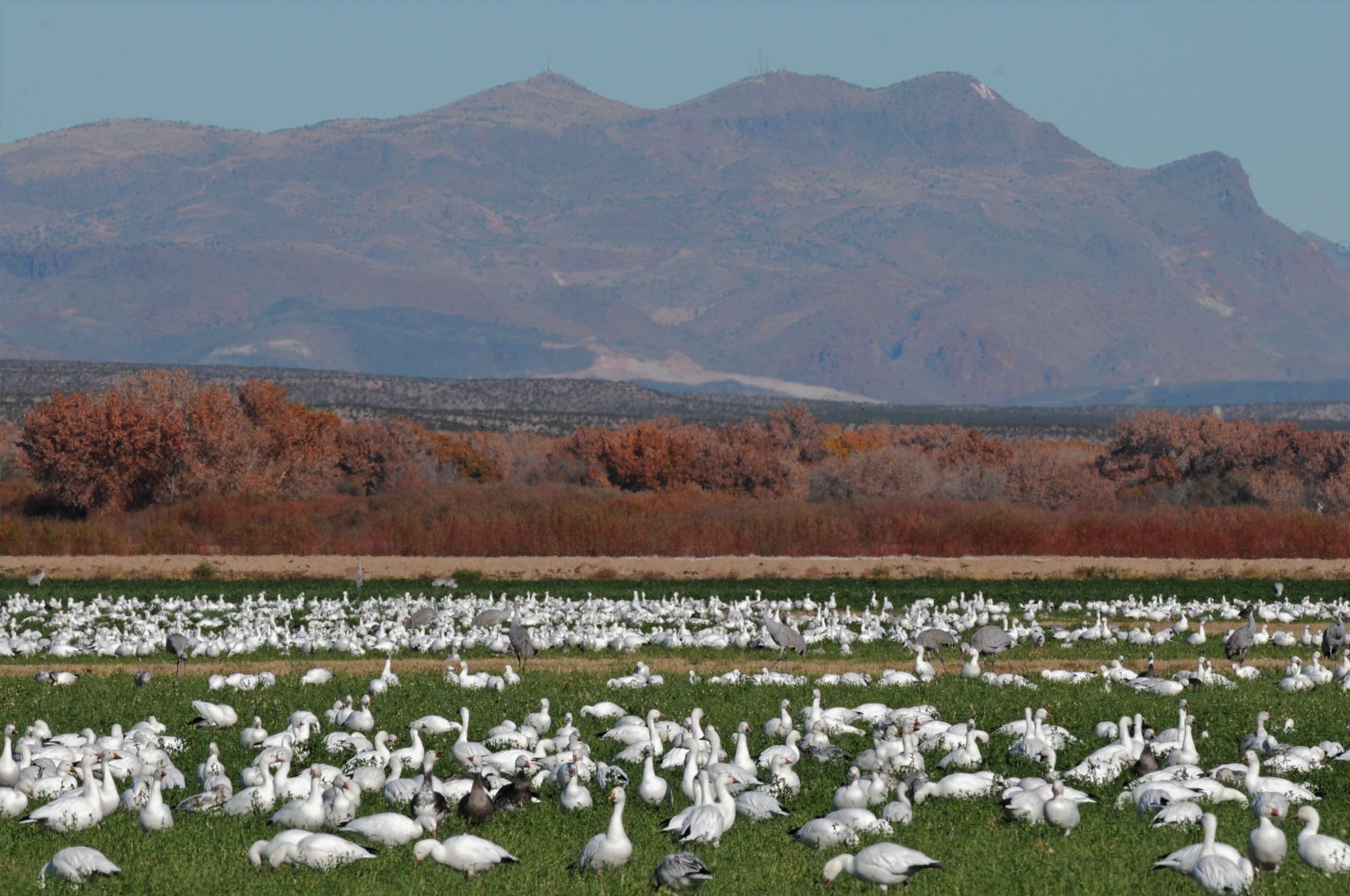 snow geese