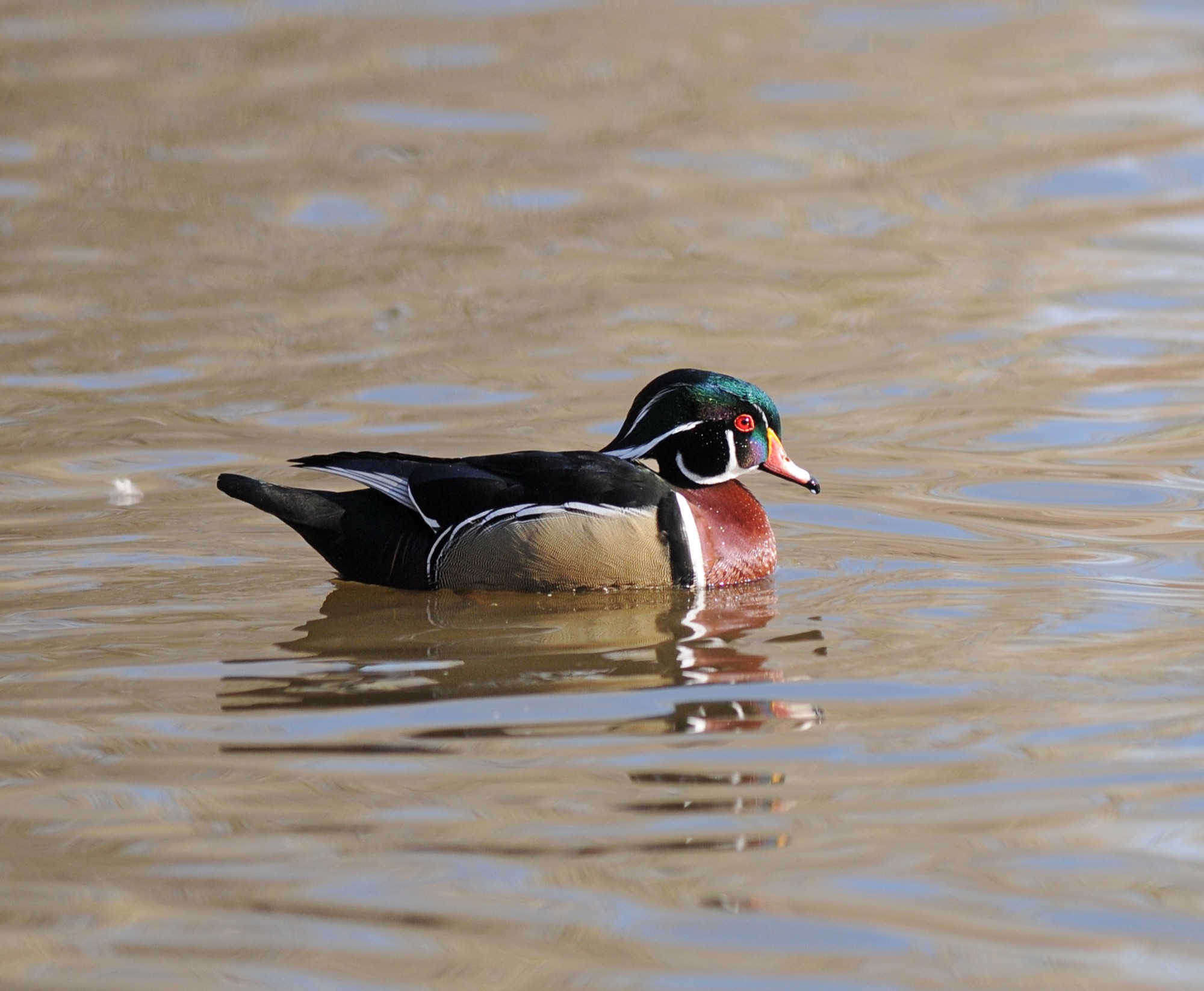 Wood Duck