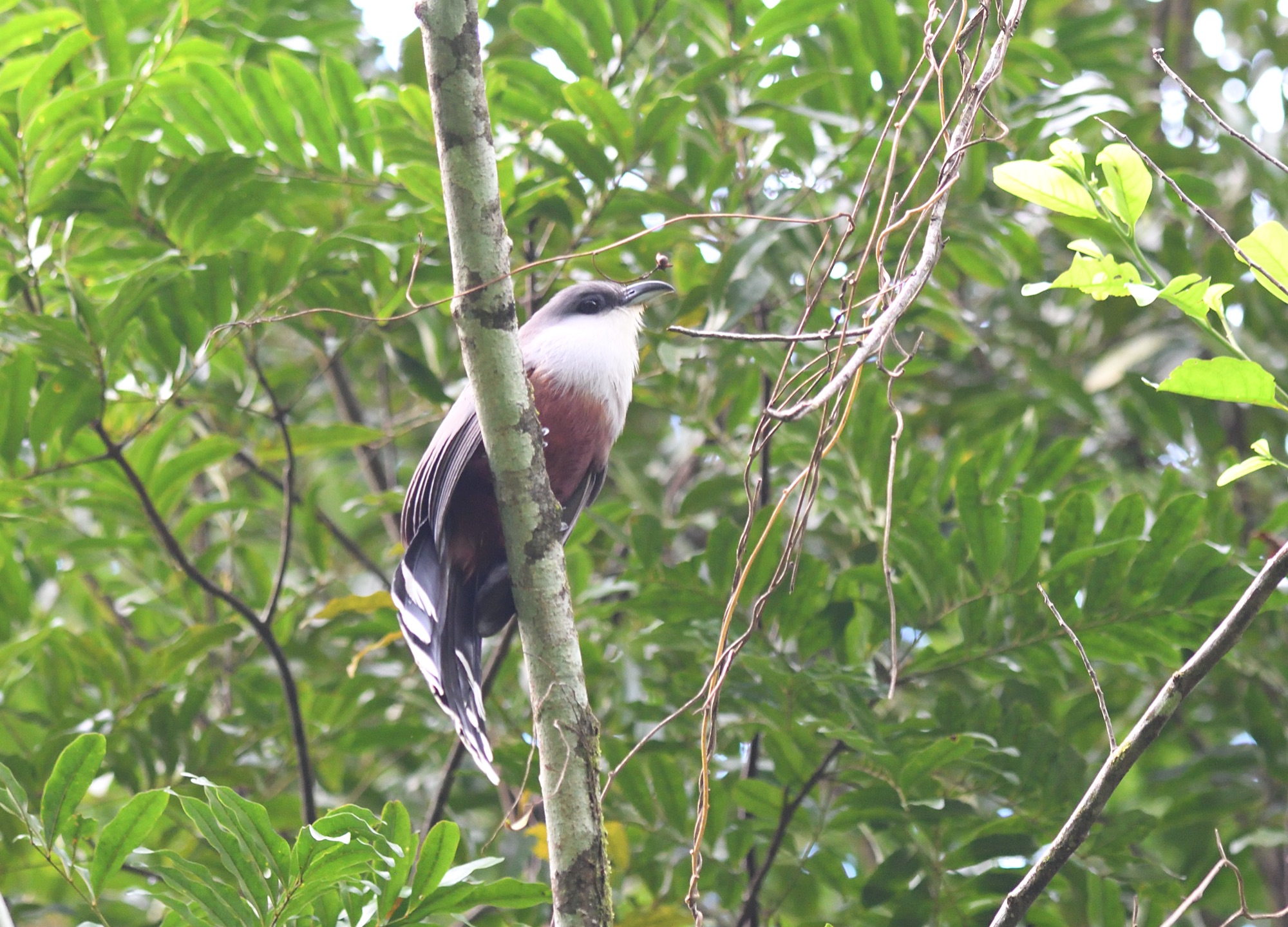 chestnut-bellied cuckoo