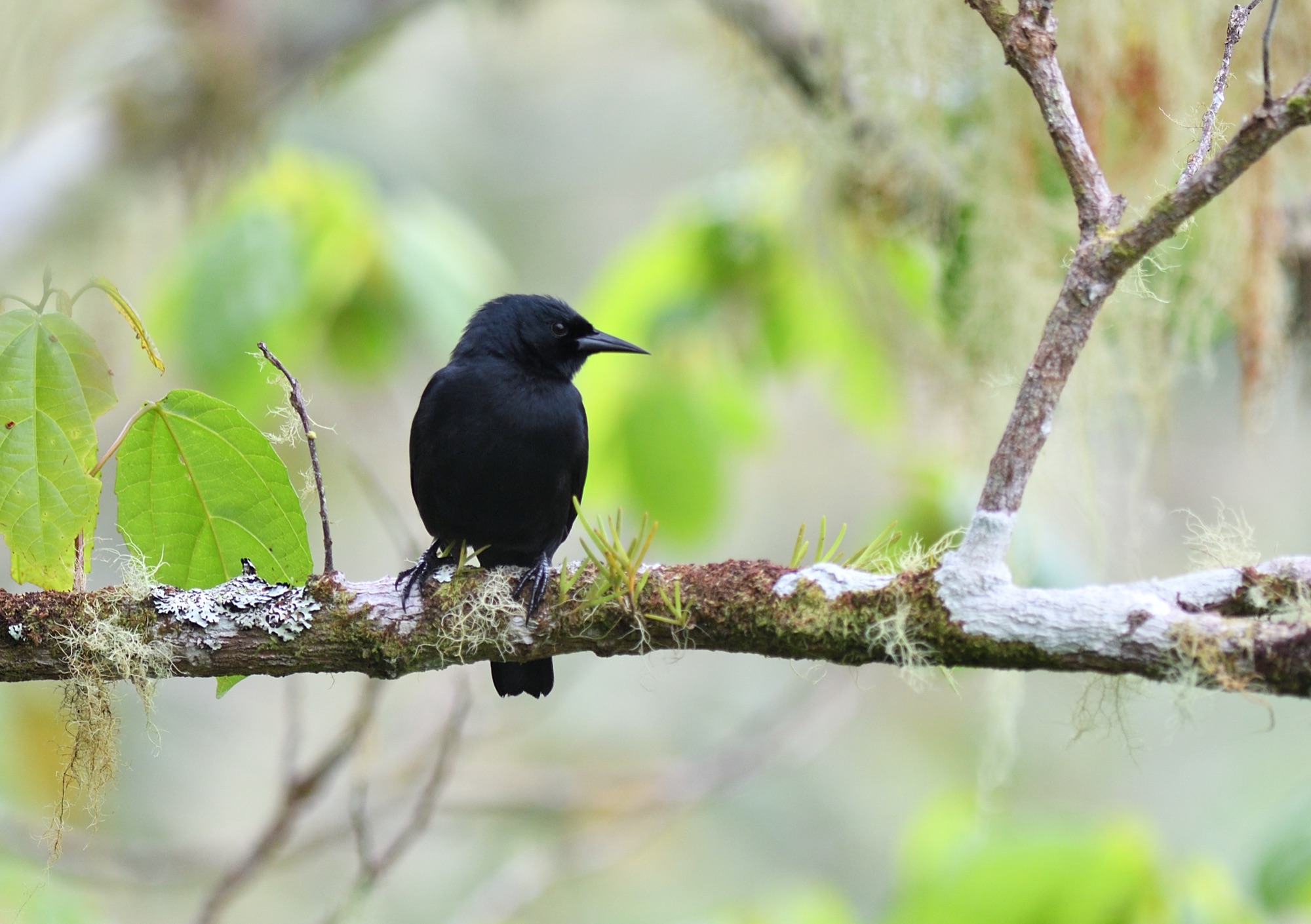 jamaican blackbird