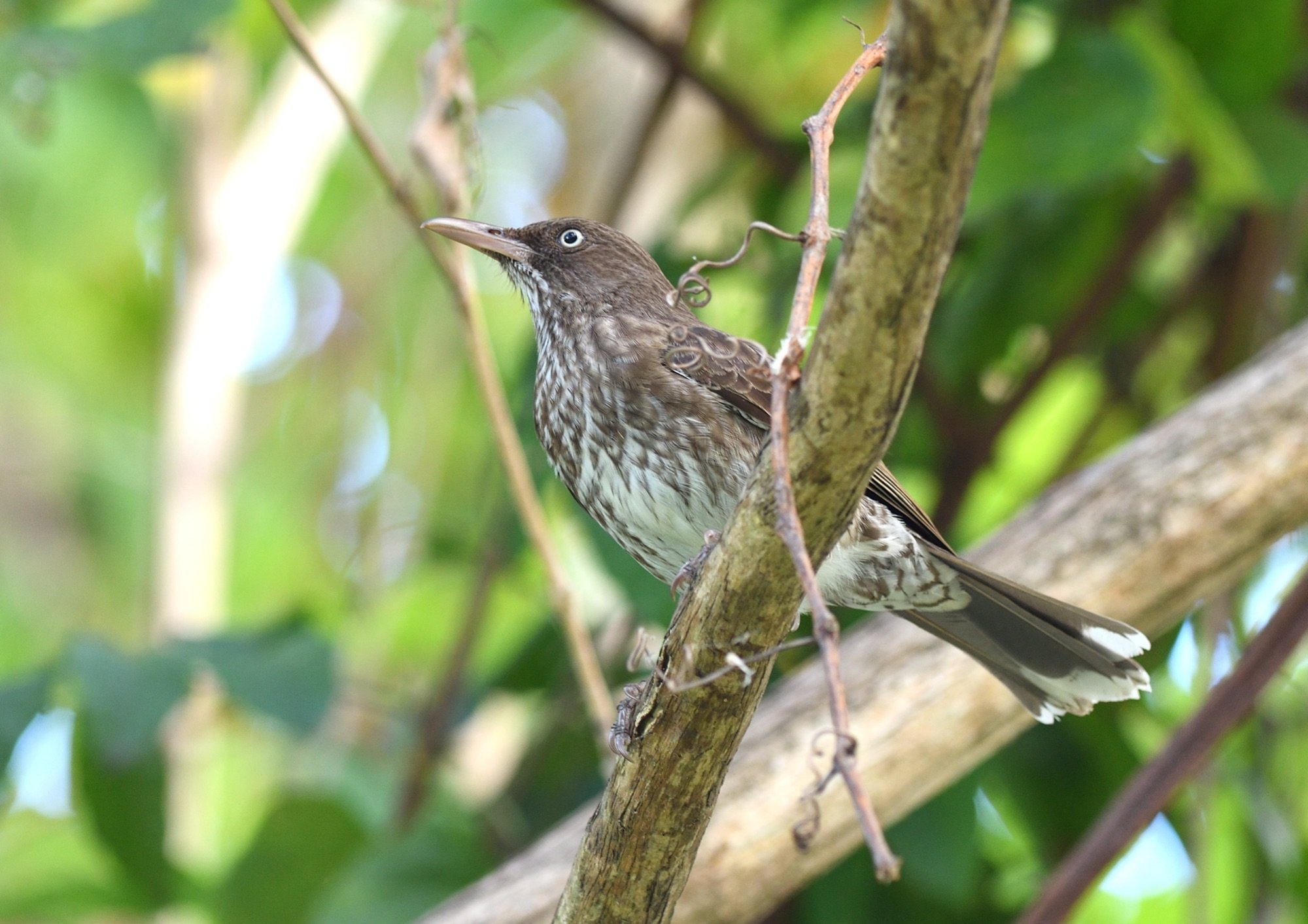 pearly-eyed thrasher