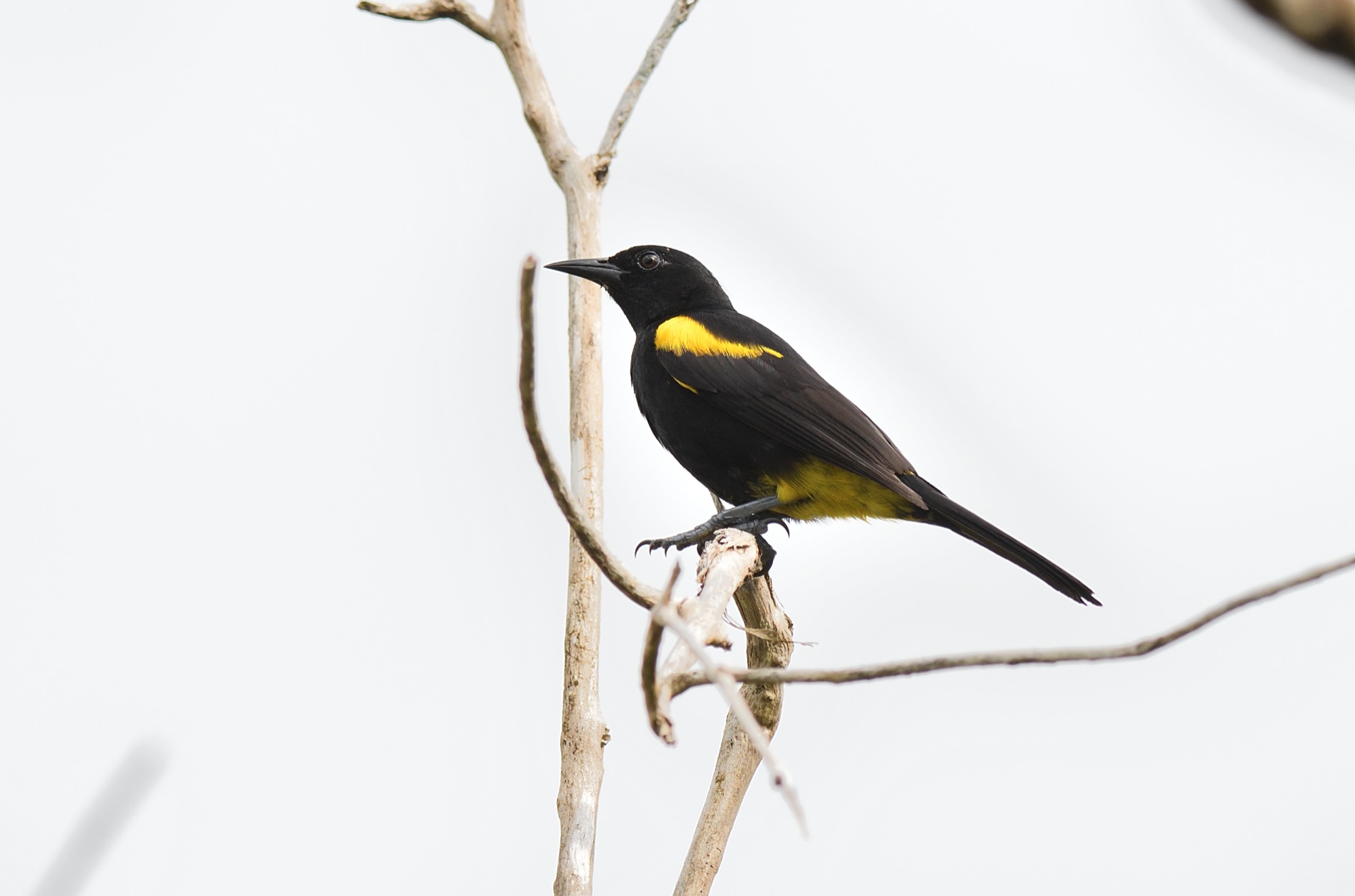 puerto rican oriole